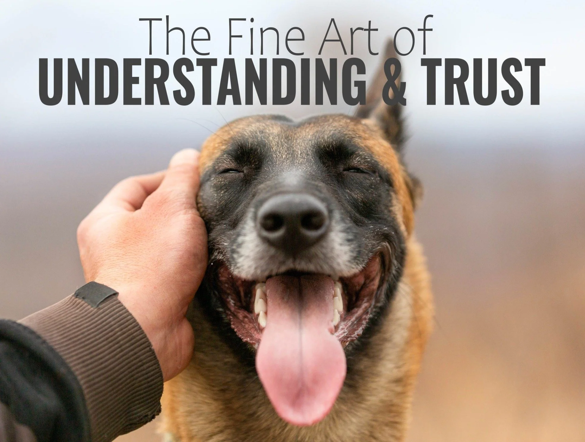 How to Build Trust and Improve Your Relationship With Your Dog