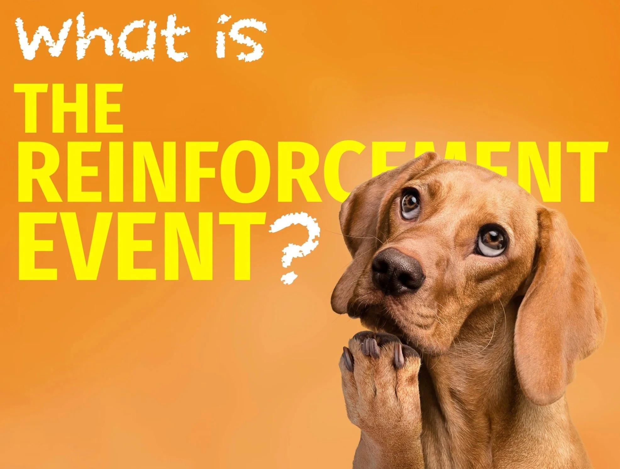 Say This One Word to Instantly Correct Your Dog’s Behavior (No Yelling Required)
