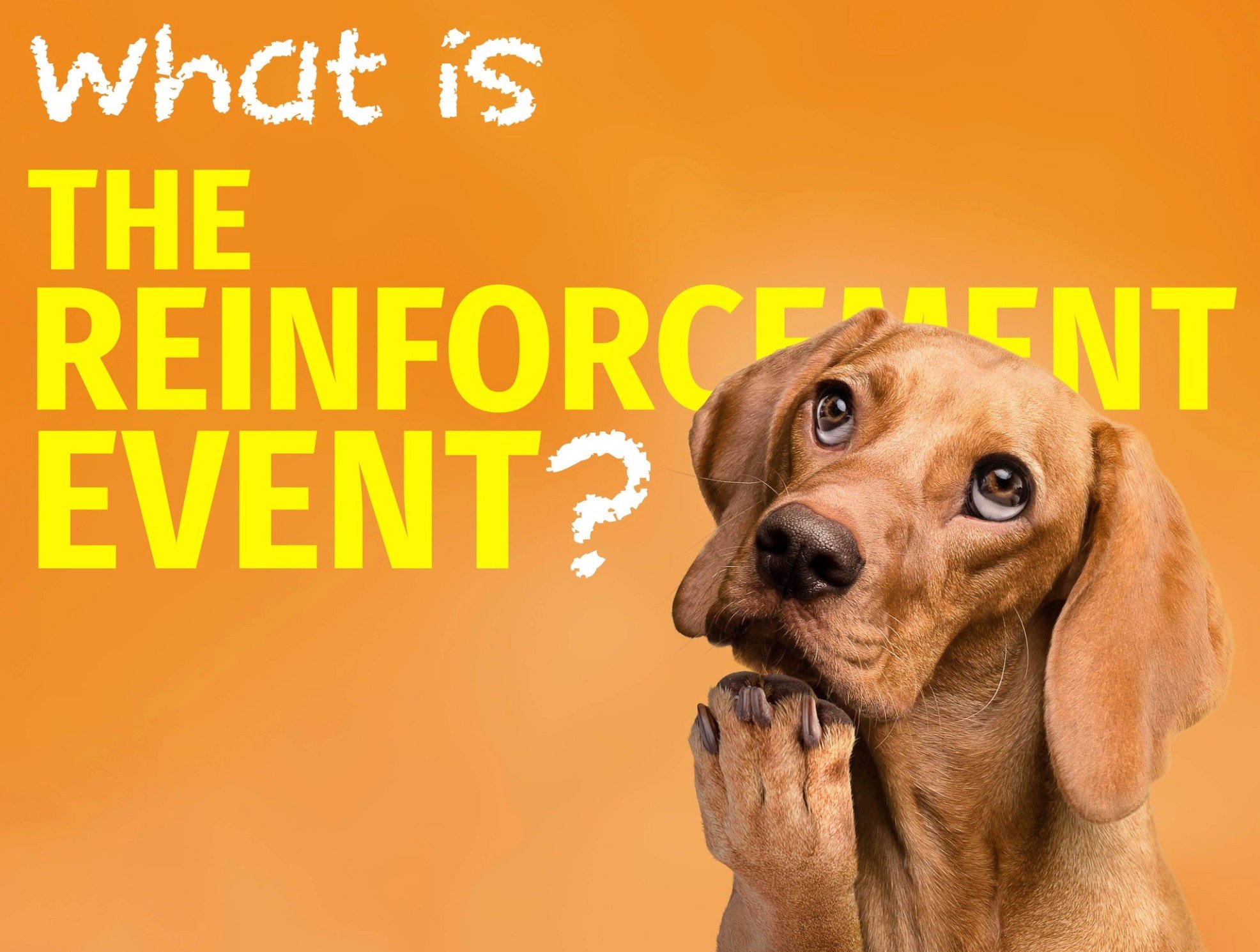 Dog training graphic explaining the reinforcement event and how rewards influence learning and behavior in dogs.