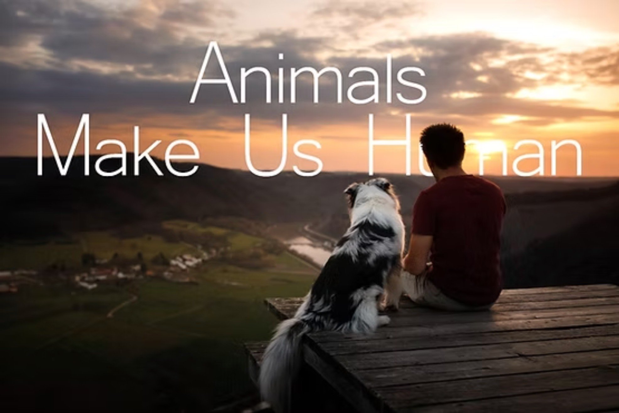 Person sitting with a dog overlooking a sunset landscape representing the emotional bond between humans and animals and the importance of animal welfare.