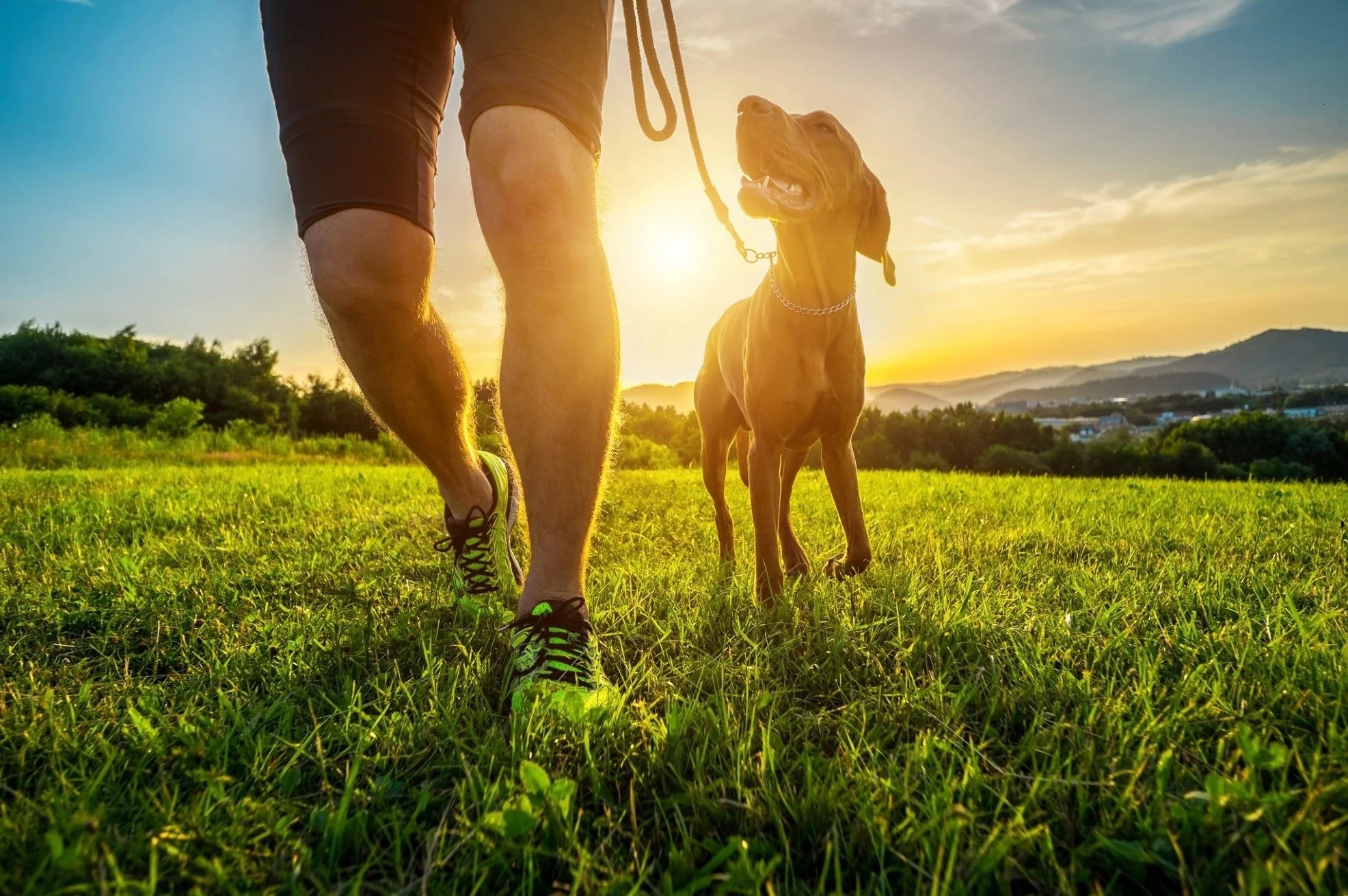 From Basic to Pro Dog Training: 10 Must-Know Tips Before Starting