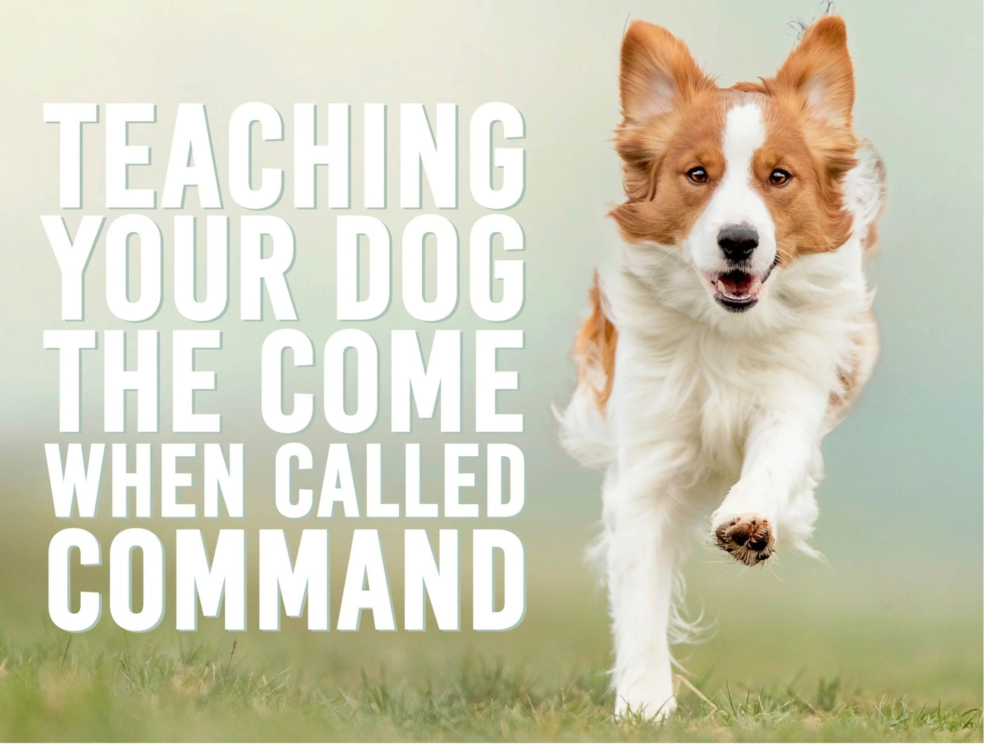 Dog running toward its owner during recall training representing teaching a reliable come-when-called command and improving off-leash obedience.