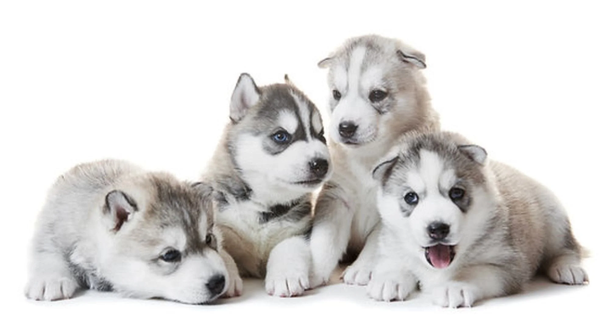 Group of puppies representing the initial costs and long-term responsibilities involved in bringing home a new dog.