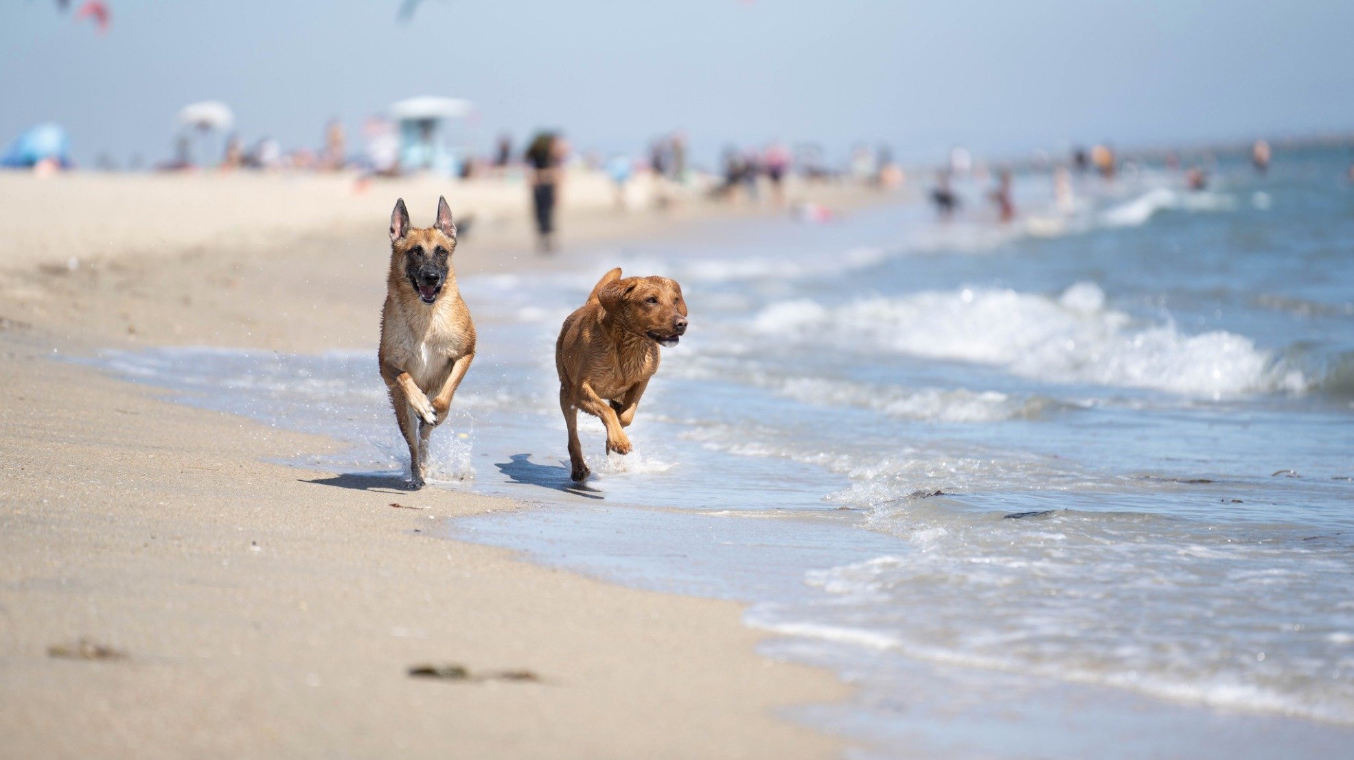 Two dogs running freely on a beach representing choosing the right dog training approach and creating a healthy, enjoyable relationship with your dog.