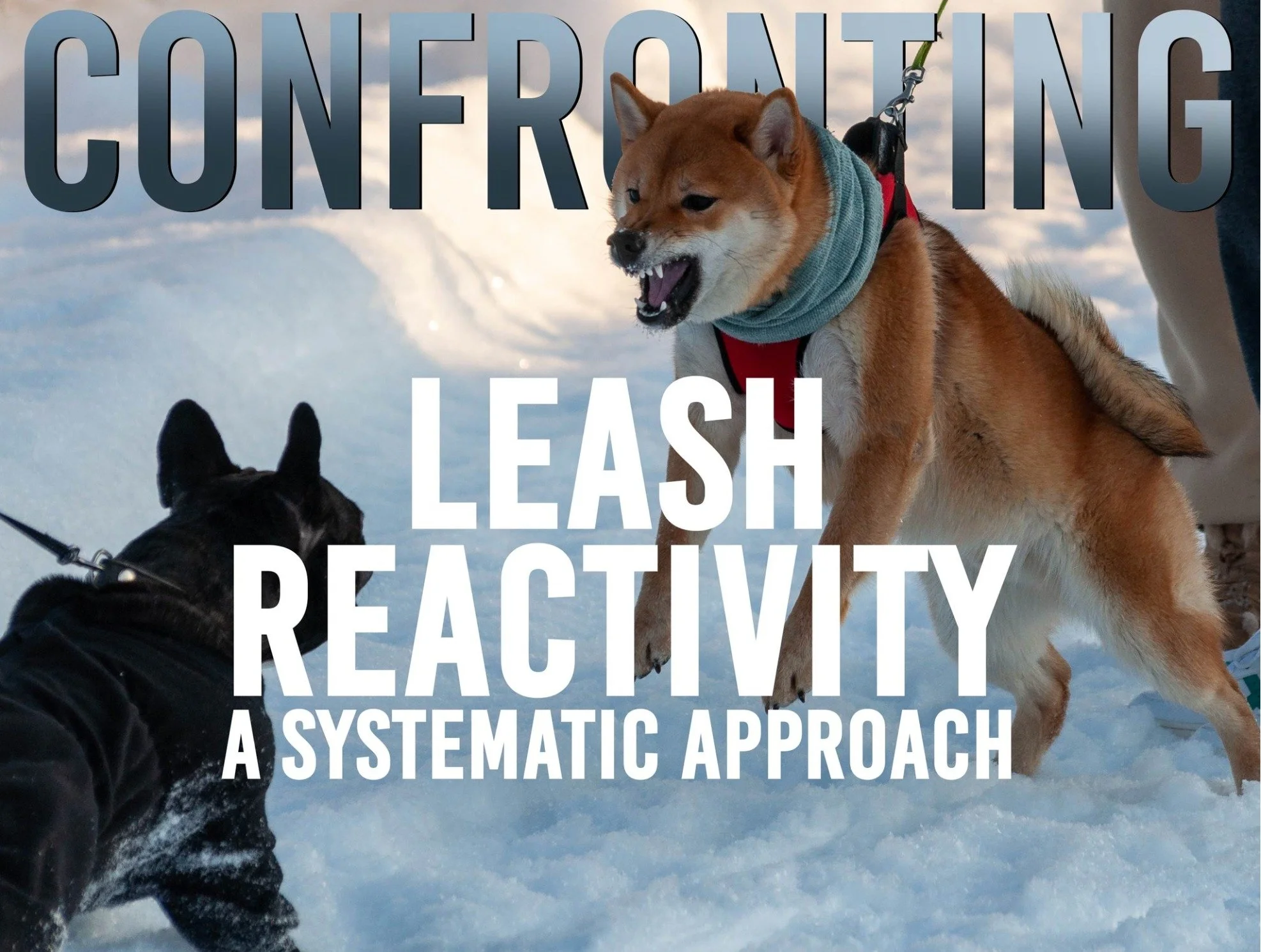 The Dog Owner’s Guide to Managing Leash Reactivity