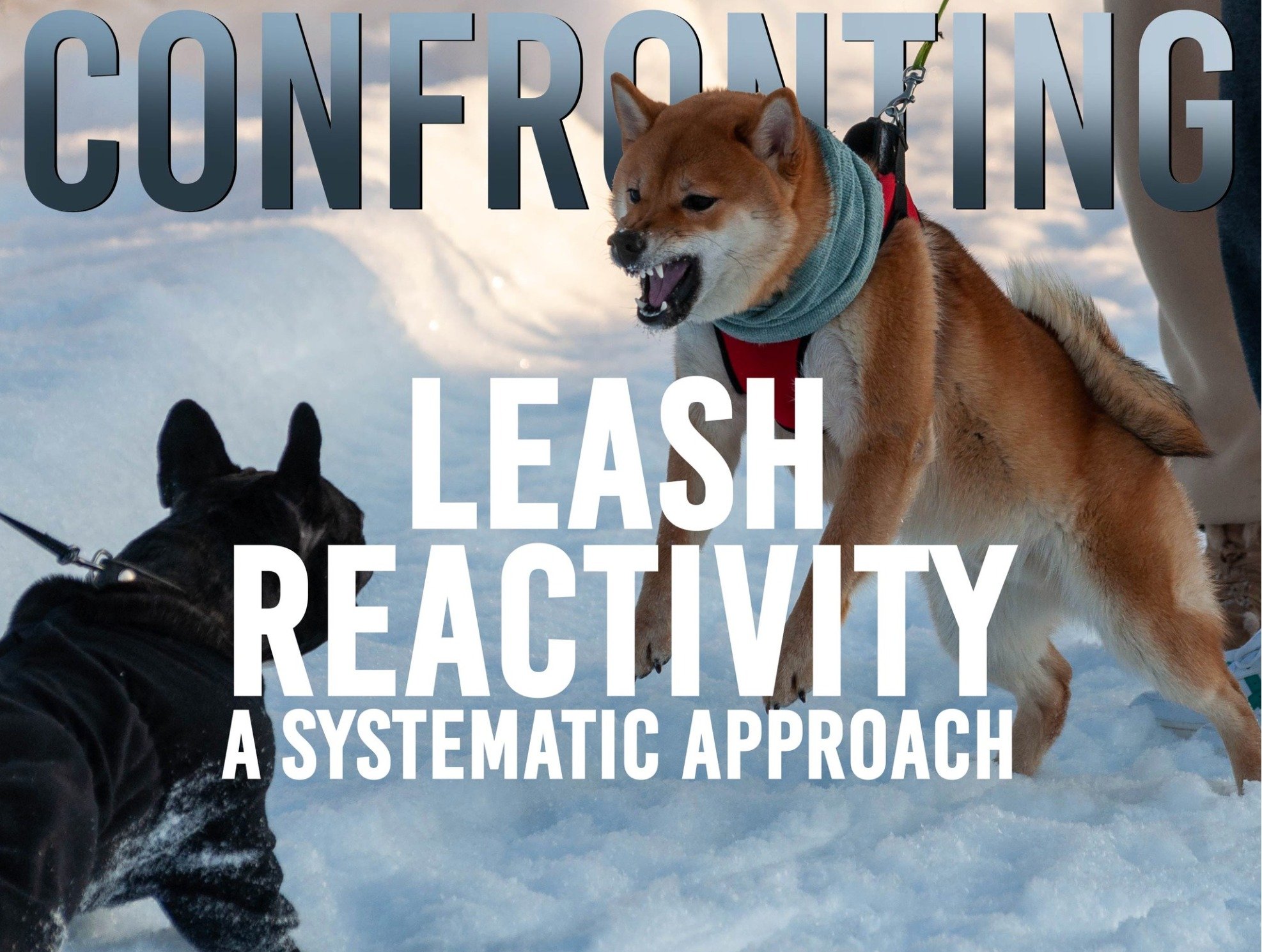 Dog displaying leash reactivity during a walk while another dog approaches, representing training strategies for managing reactive behavior.