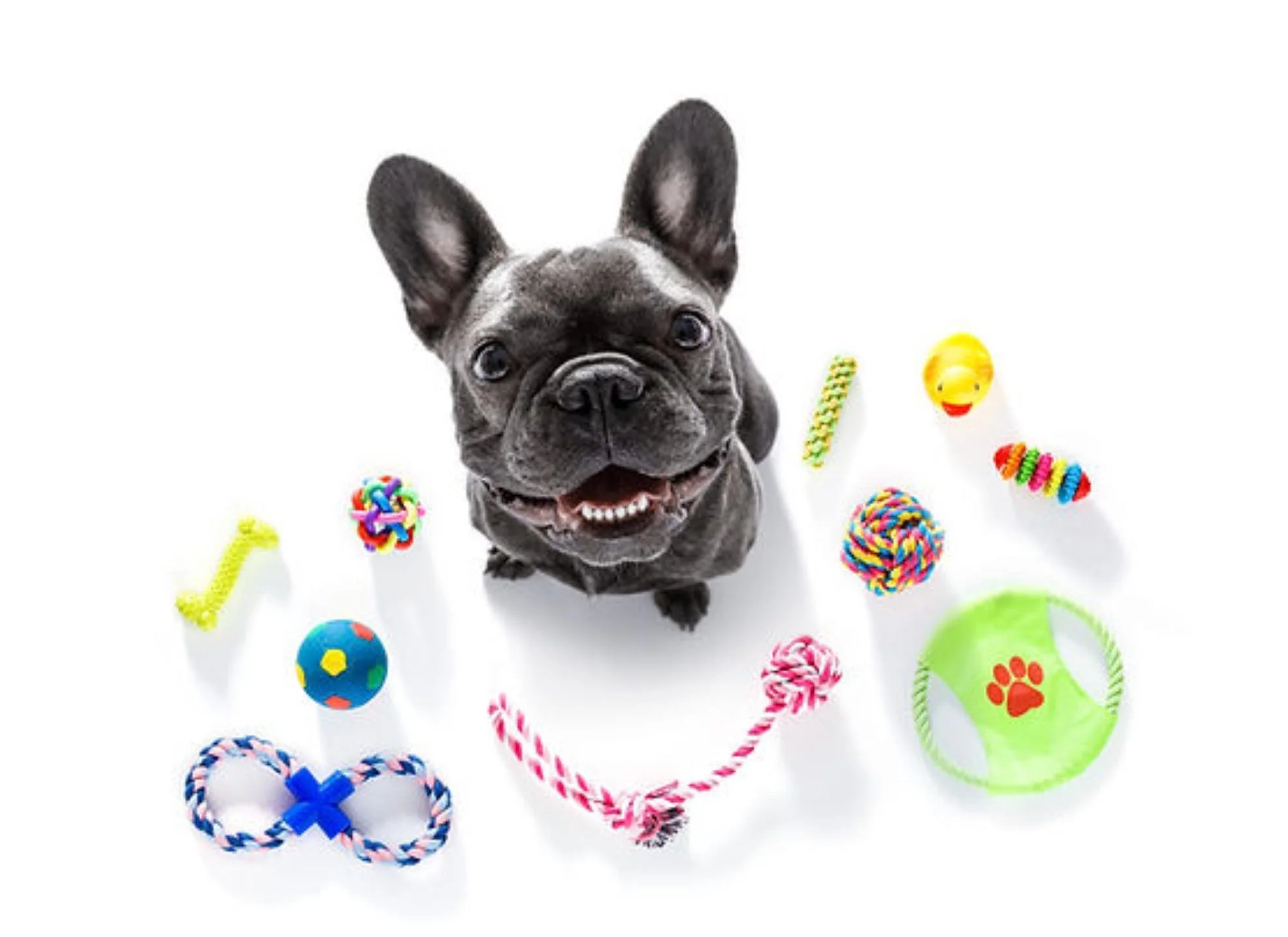 Puppy Love: The True Cost of Dog Ownership