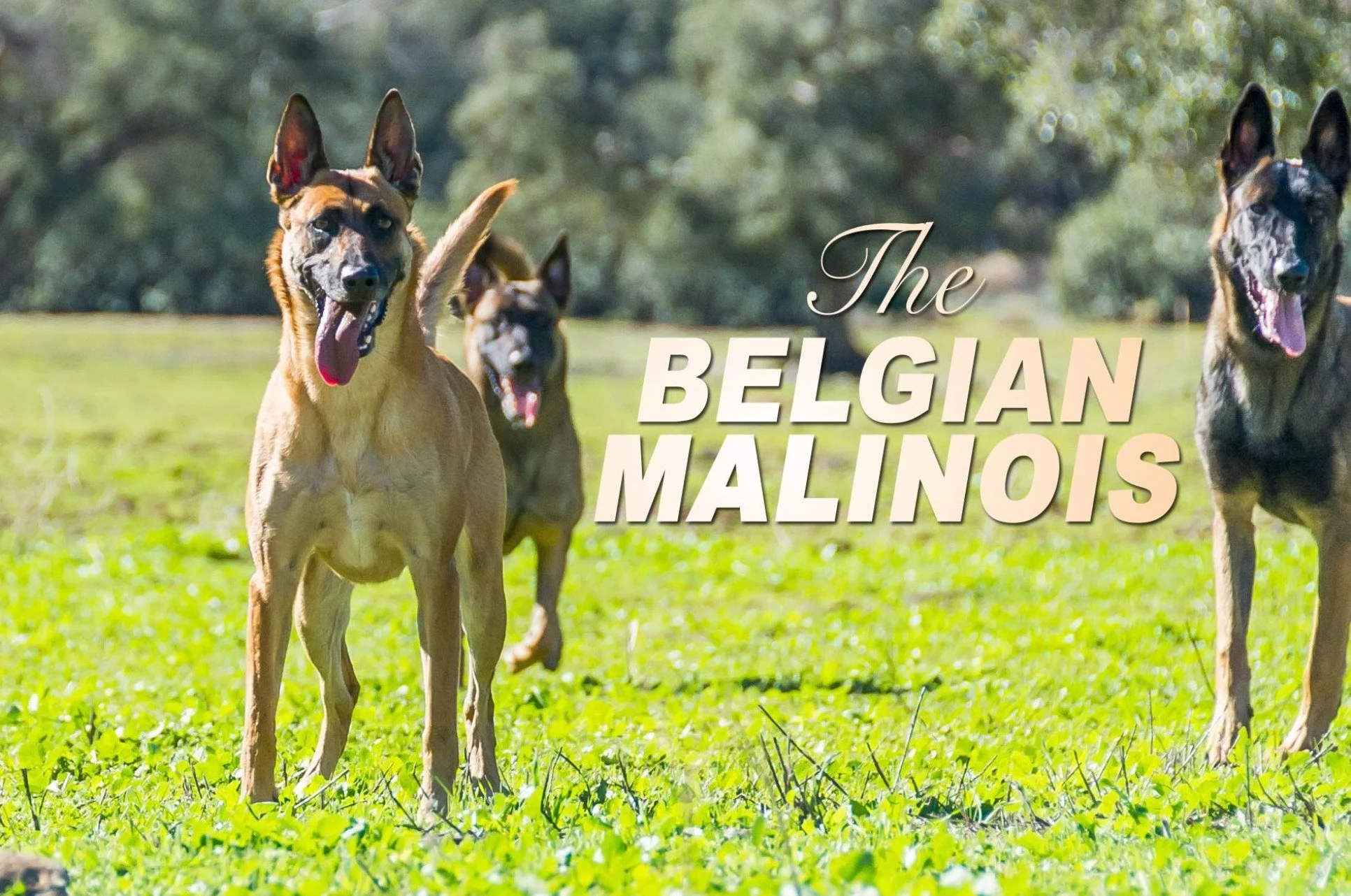 Three Belgian Malinois dogs standing in a grassy field representing the breed discussed in Nate Schoemer's article on whether Belgian Malinois are the right fit for most owners.