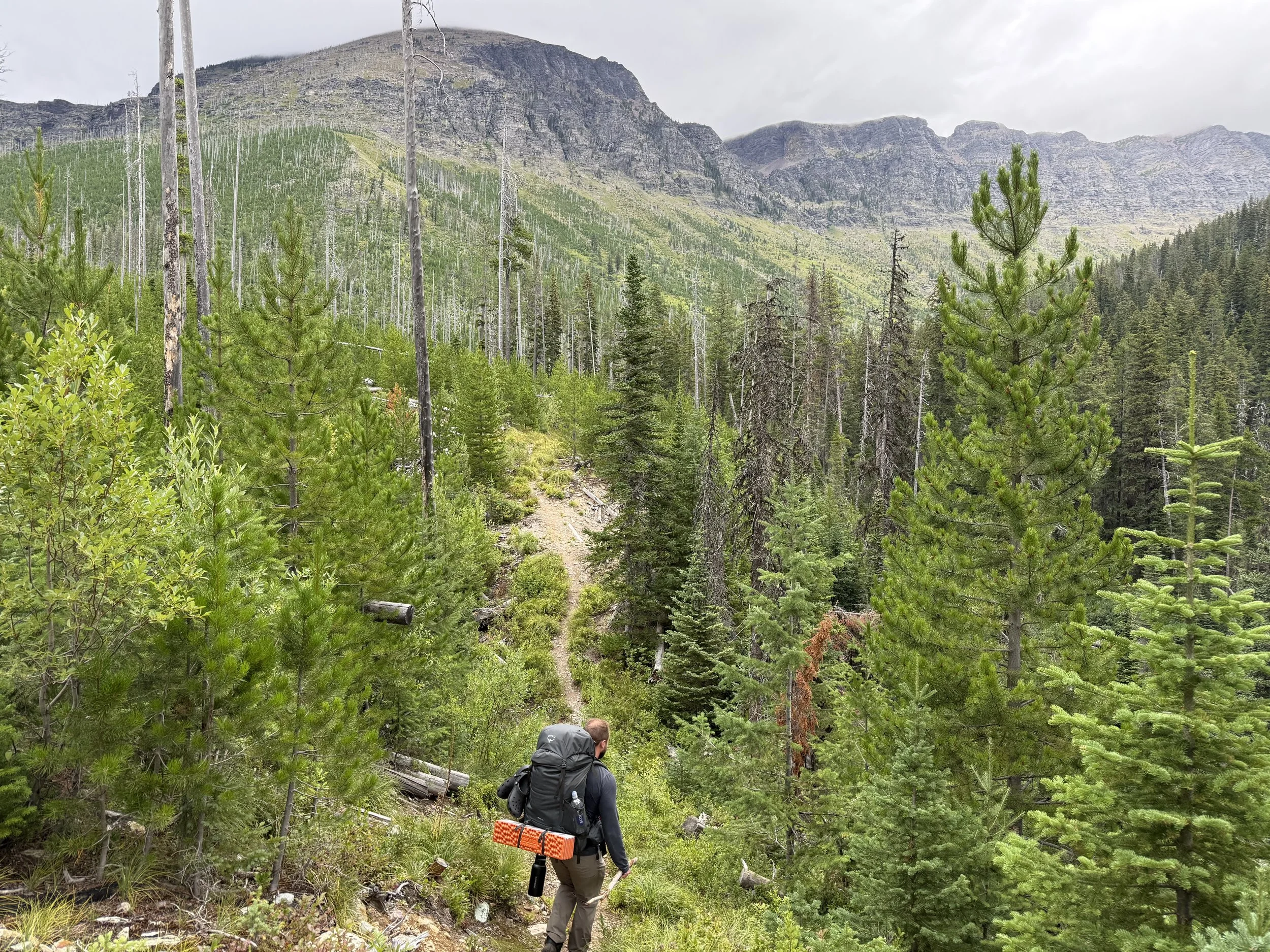 A person hiking through a lush green forest with mountains in the background.