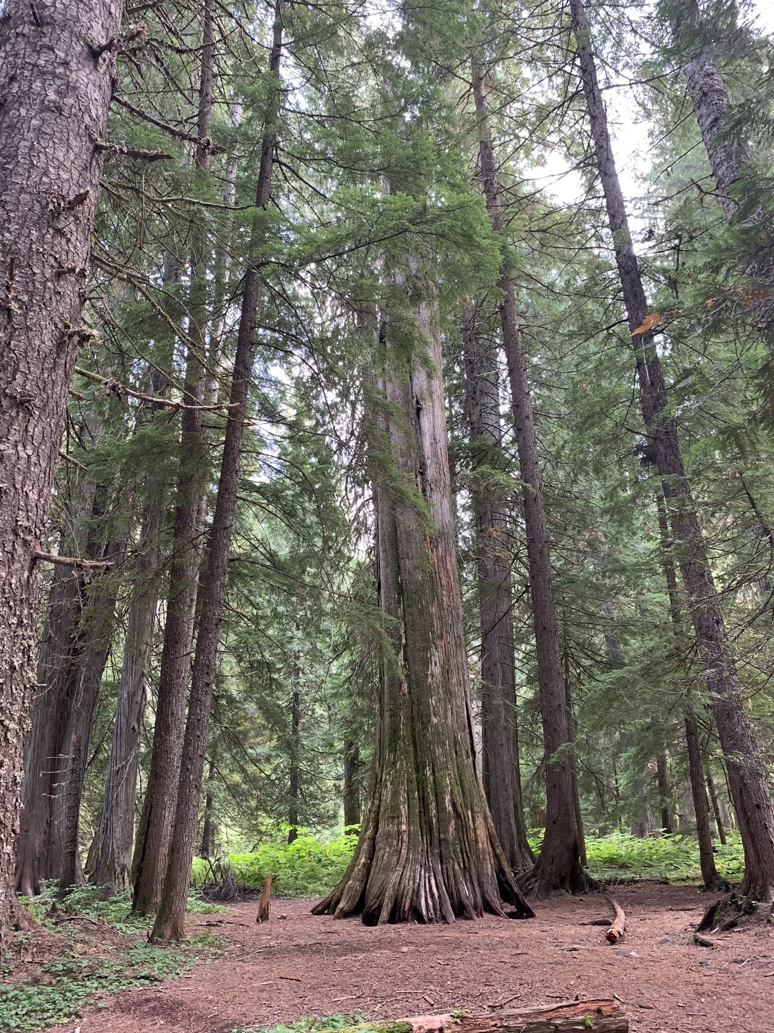 Redwoods in Montana