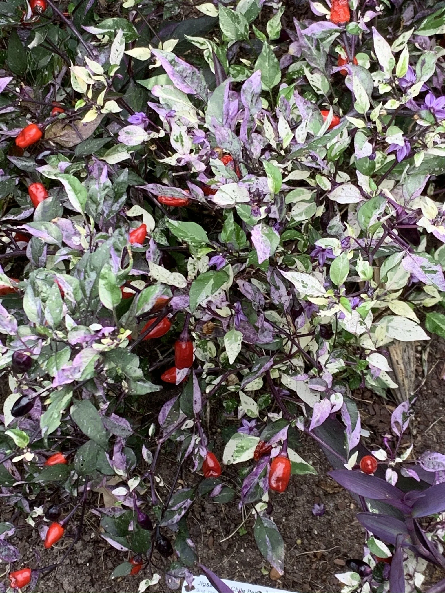 Flowering Purple and Red Plants