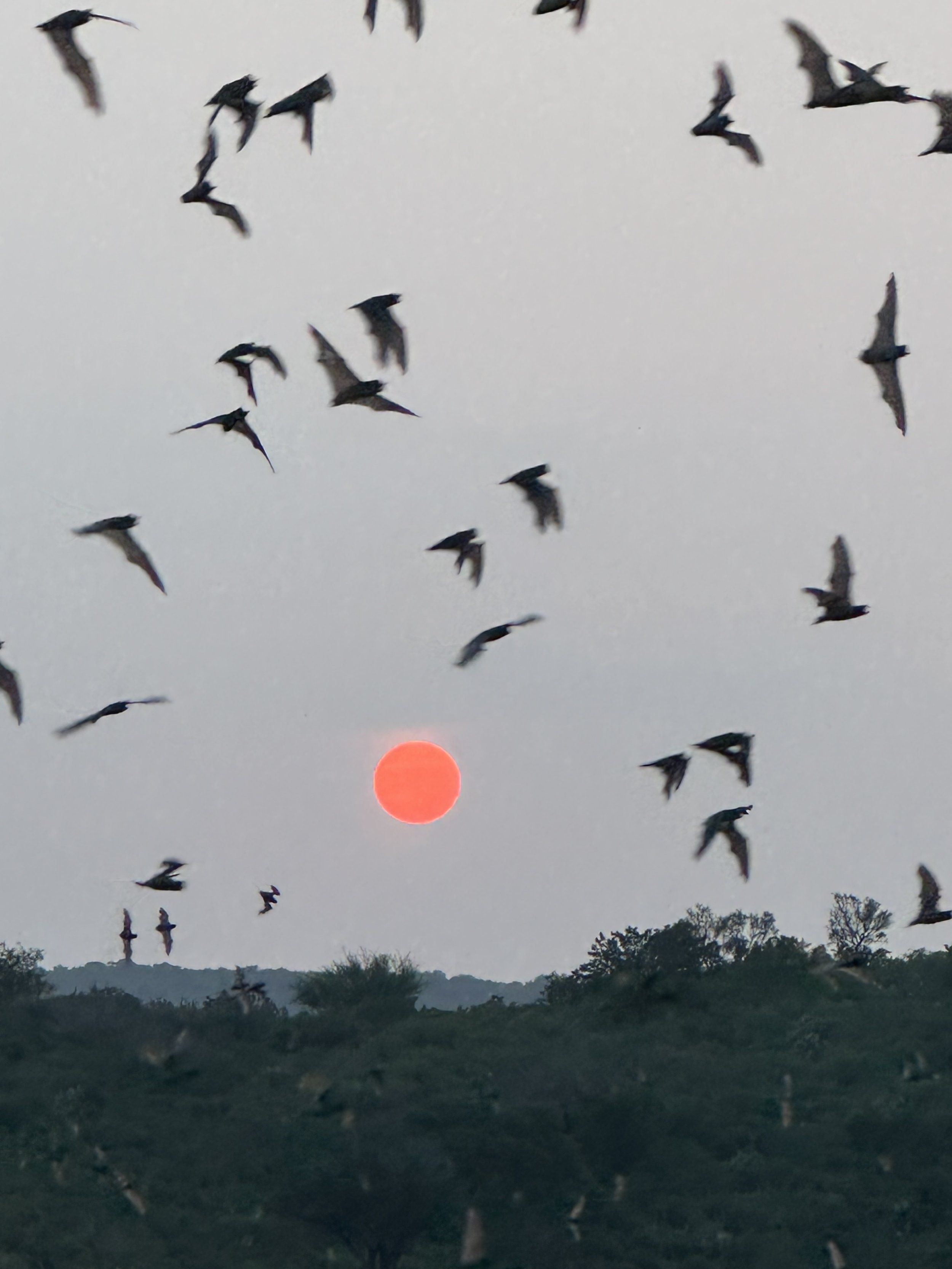 Bats with Setting Sun in West Texas
