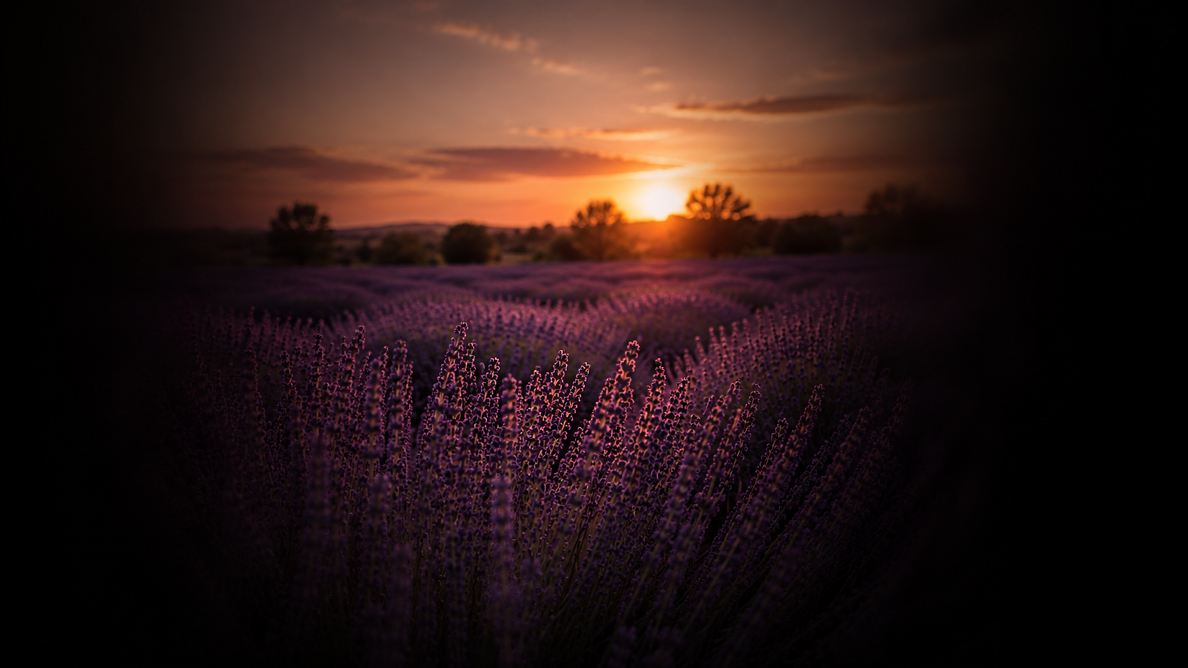 A field of blooming purple lavender flowers at sunset with a few trees in the background.
