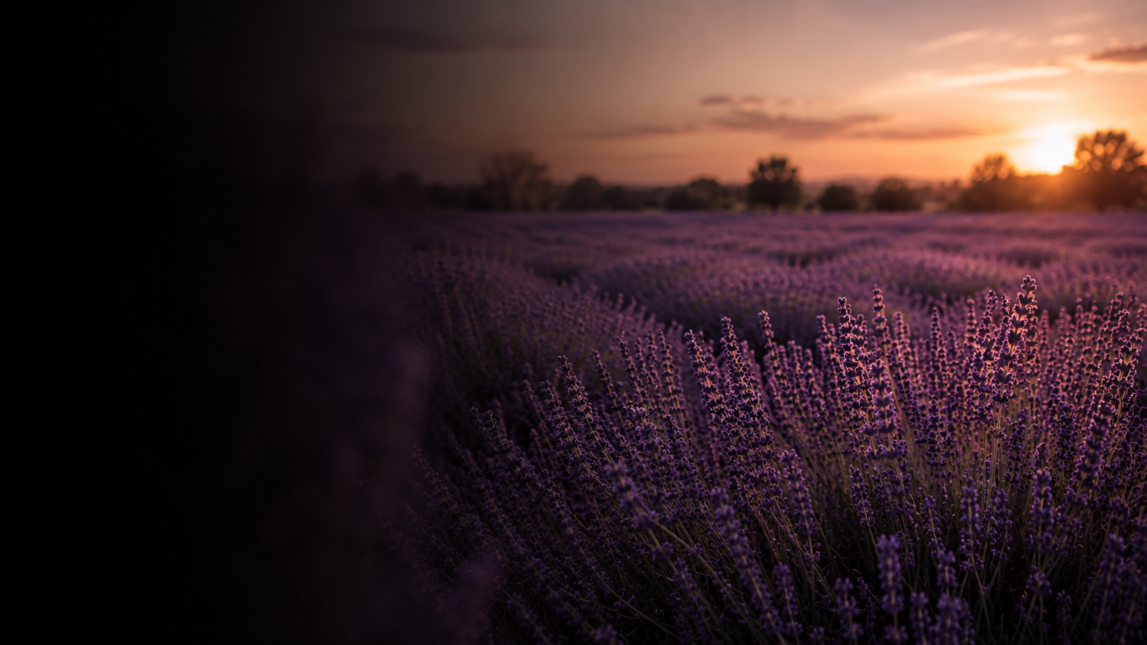 Lavender fields at sunset with purple flowers and a sunset sky.