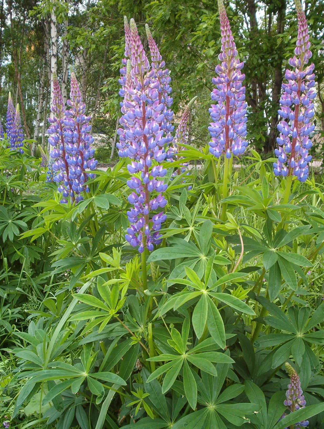 Lupinus_polyphyllus.jpg