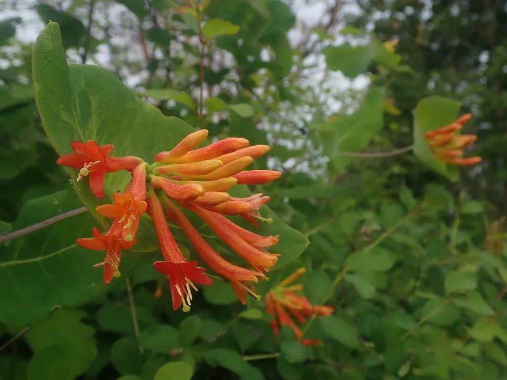 Lonicera.ciliosa-flowercluster_iNat_1200x1200.webp
