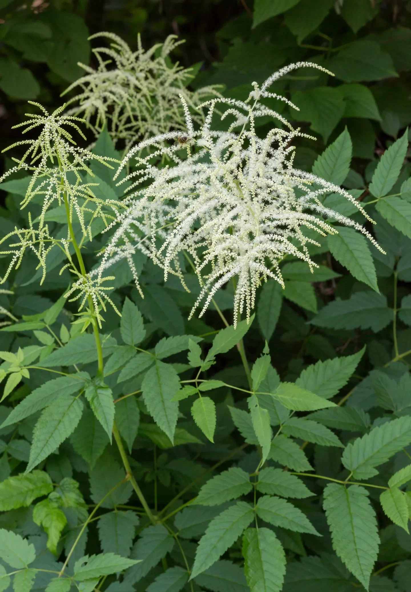 Aruncus-dioicus.webp