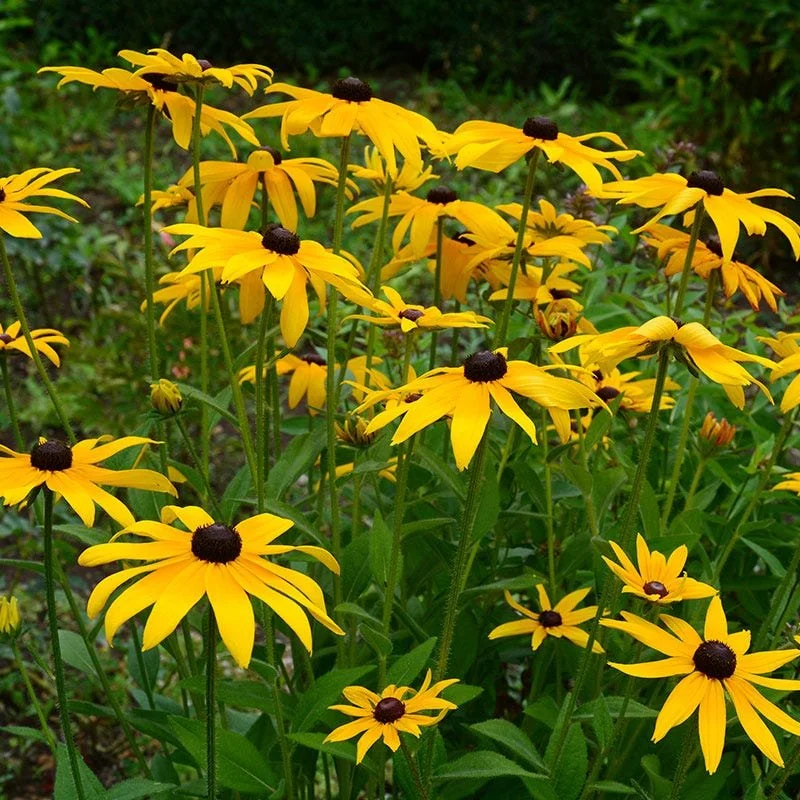 black-eyed-susan.jpg