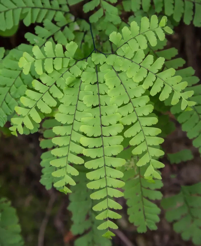 Adiantum-aleuticum-Maidenhair-fern-scaled.webp
