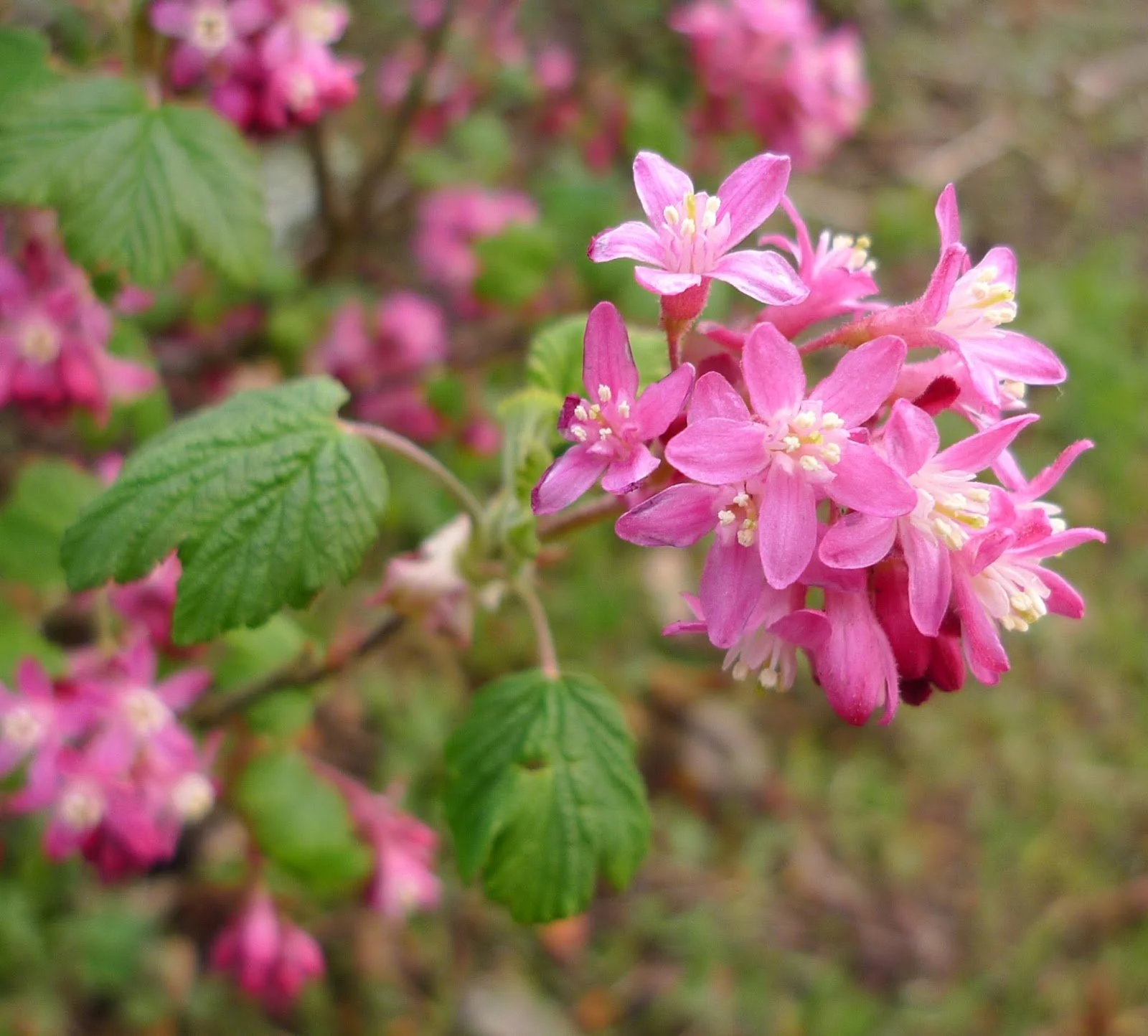 P1150959 Ribes sanguineum fl Red Flowering Currant Deception Pass cr-1.jpg