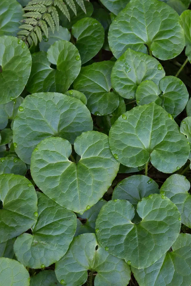 Asarum-caudatum-2-sRGB.webp