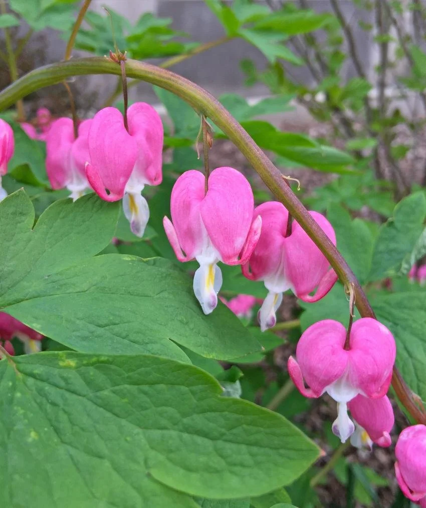 bleeding_heart_flowers.jpg