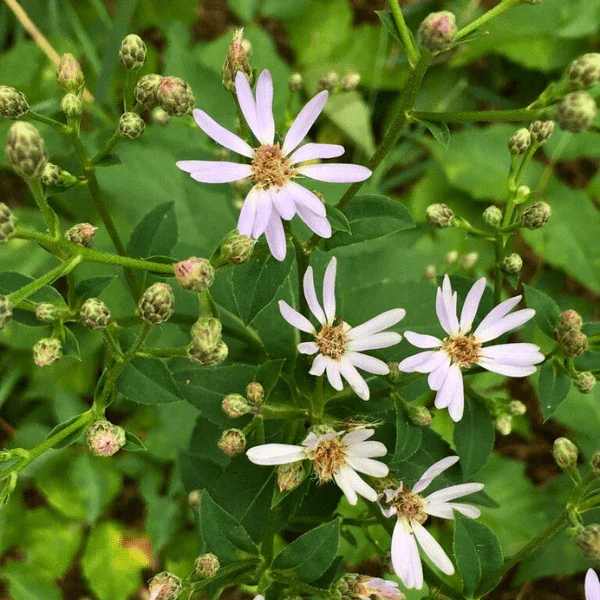 bigleaf-aster-plant-sets-2026066.webp