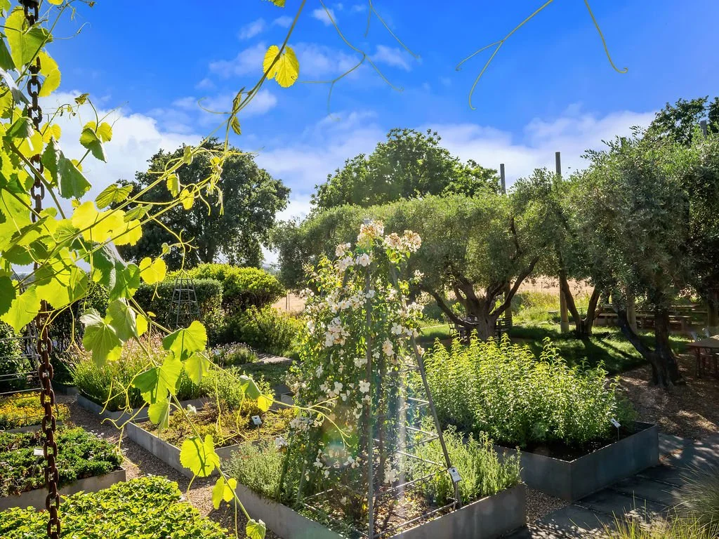 A vibrant garden with various plants, trees, and flowers under a bright blue sky with clouds.