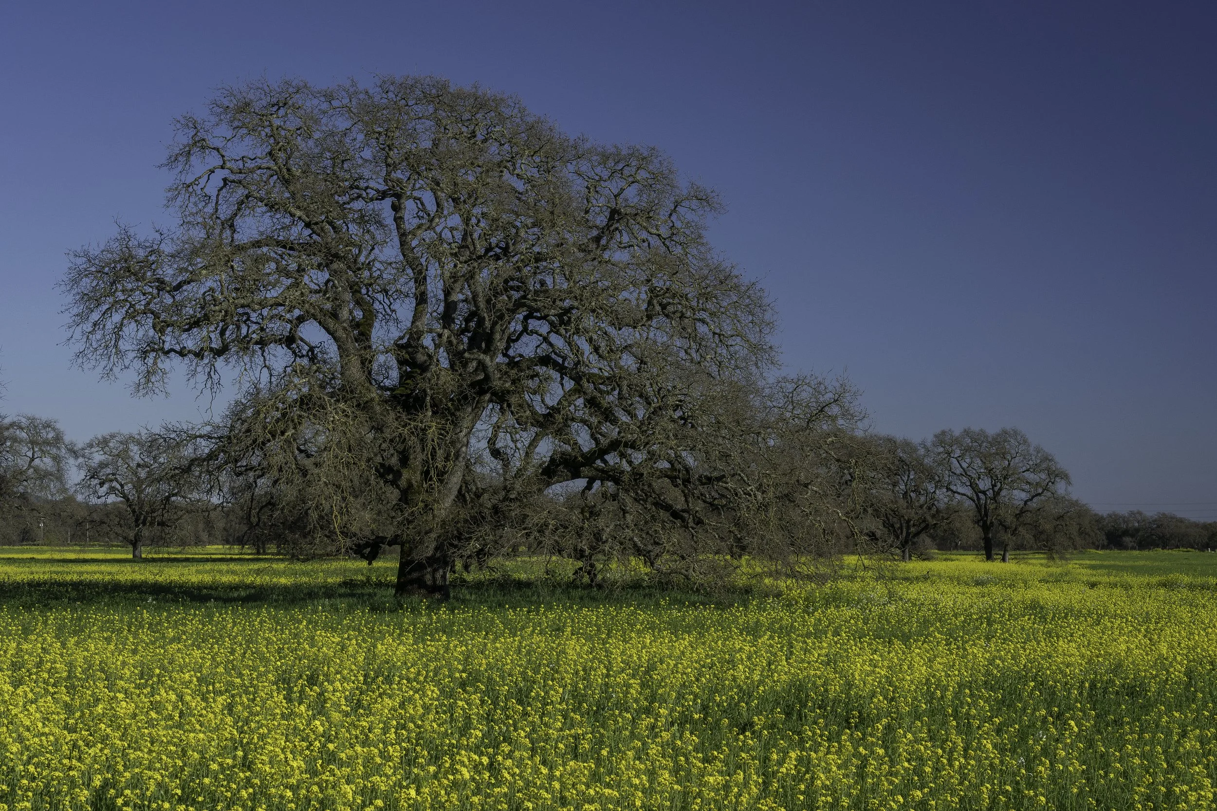 A large, leafless tree in a grassy field with yellow wildflowers, under a clear blue sky.