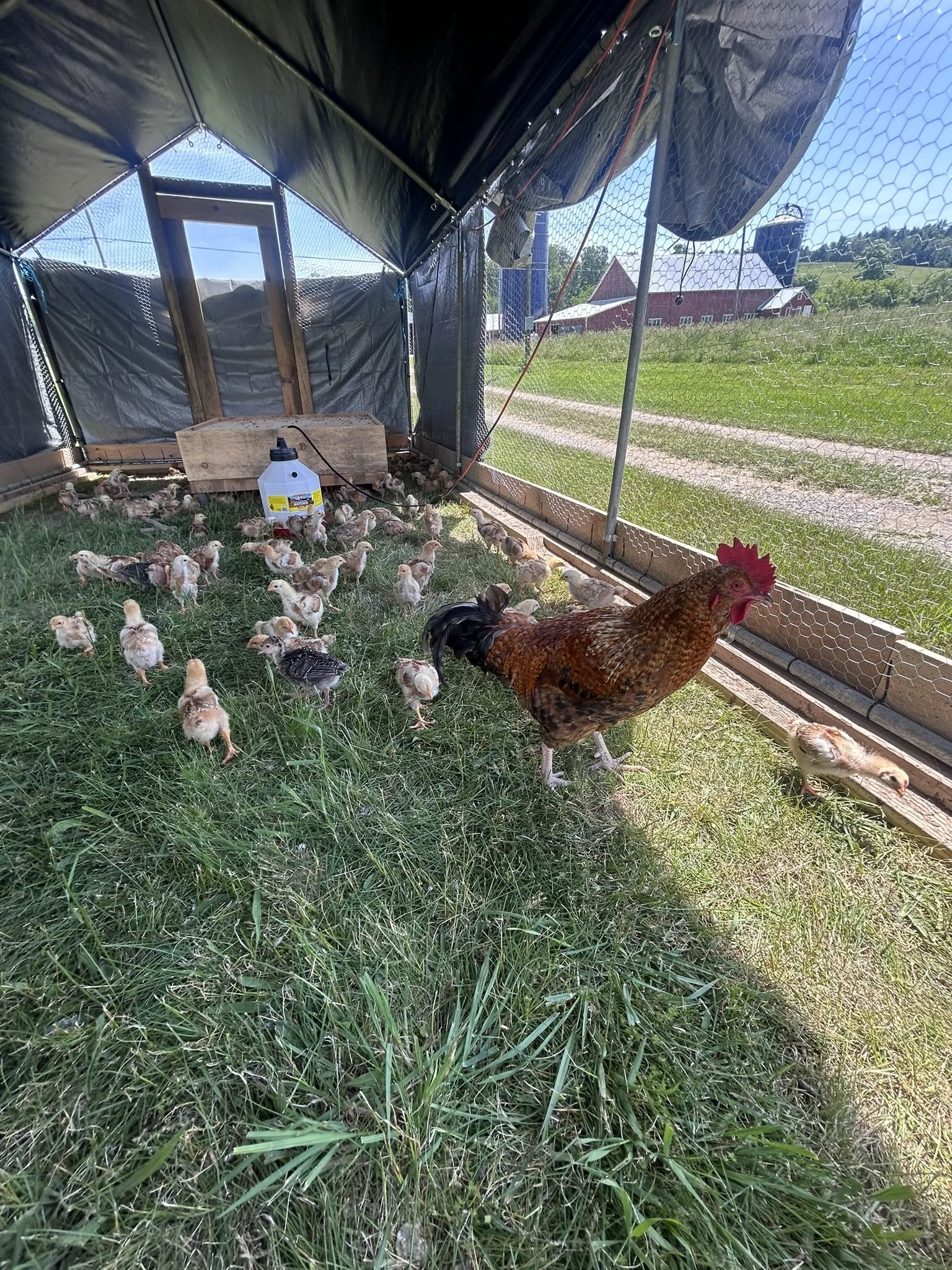Meet the animals at Graceful Acres