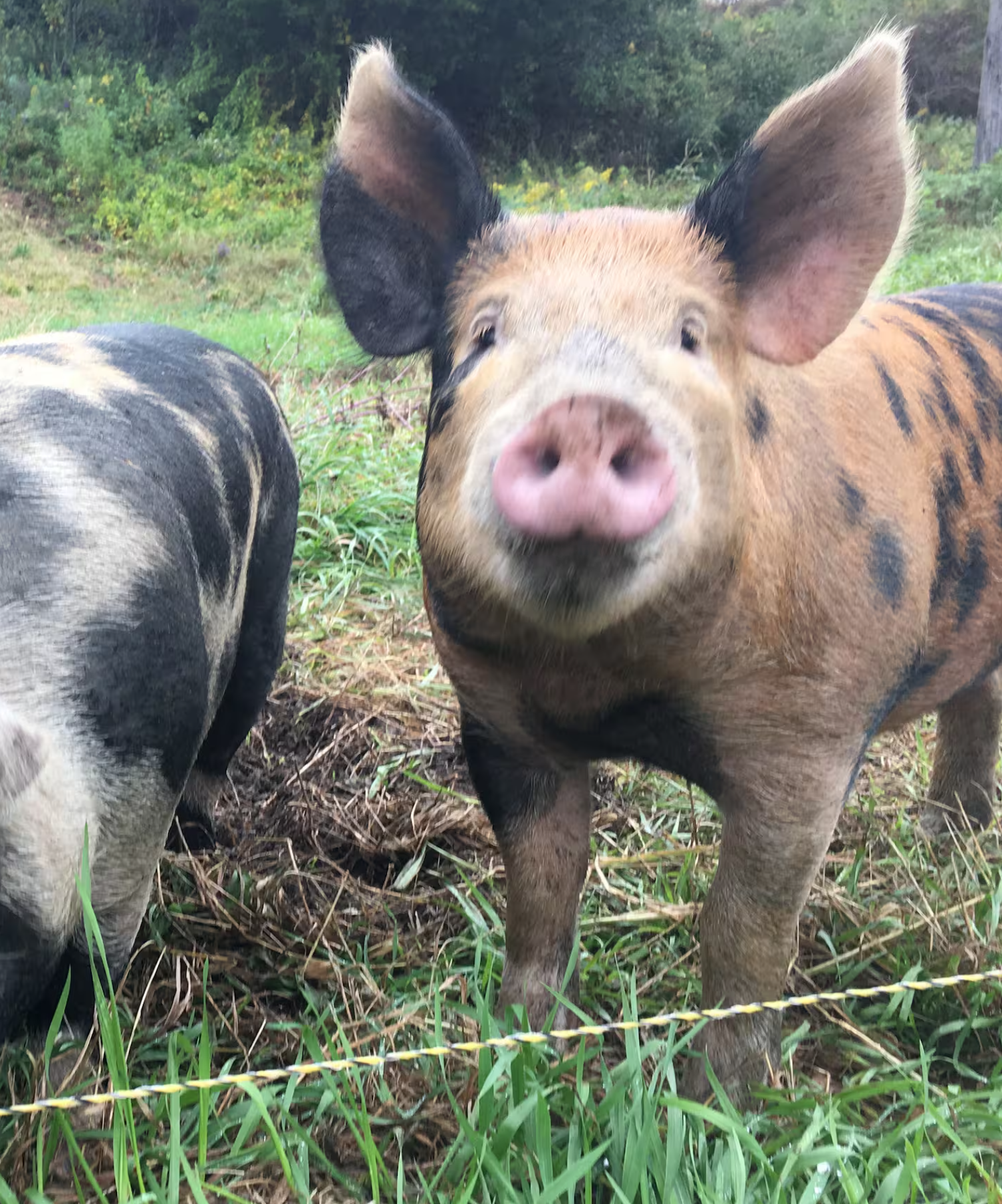 Meet the animals at Graceful Acres