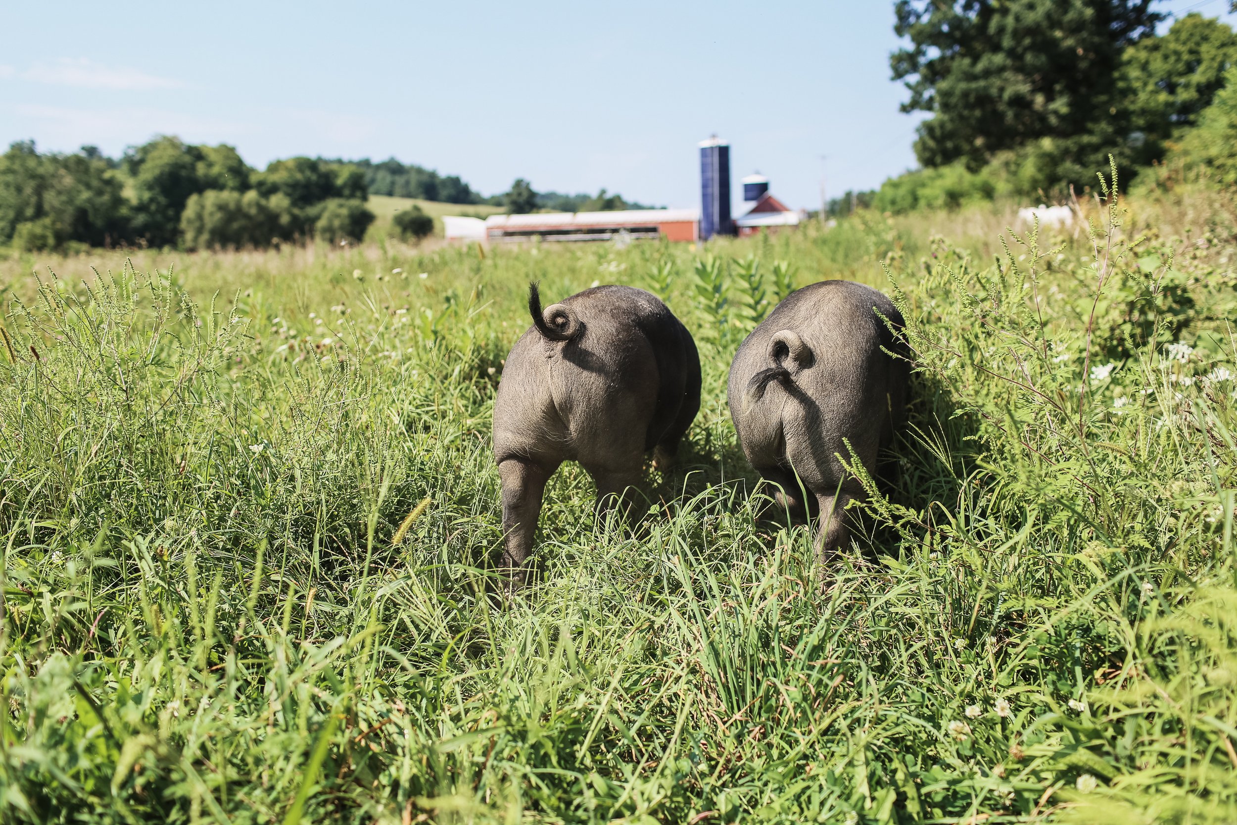 Meet the animals at Graceful Acres 