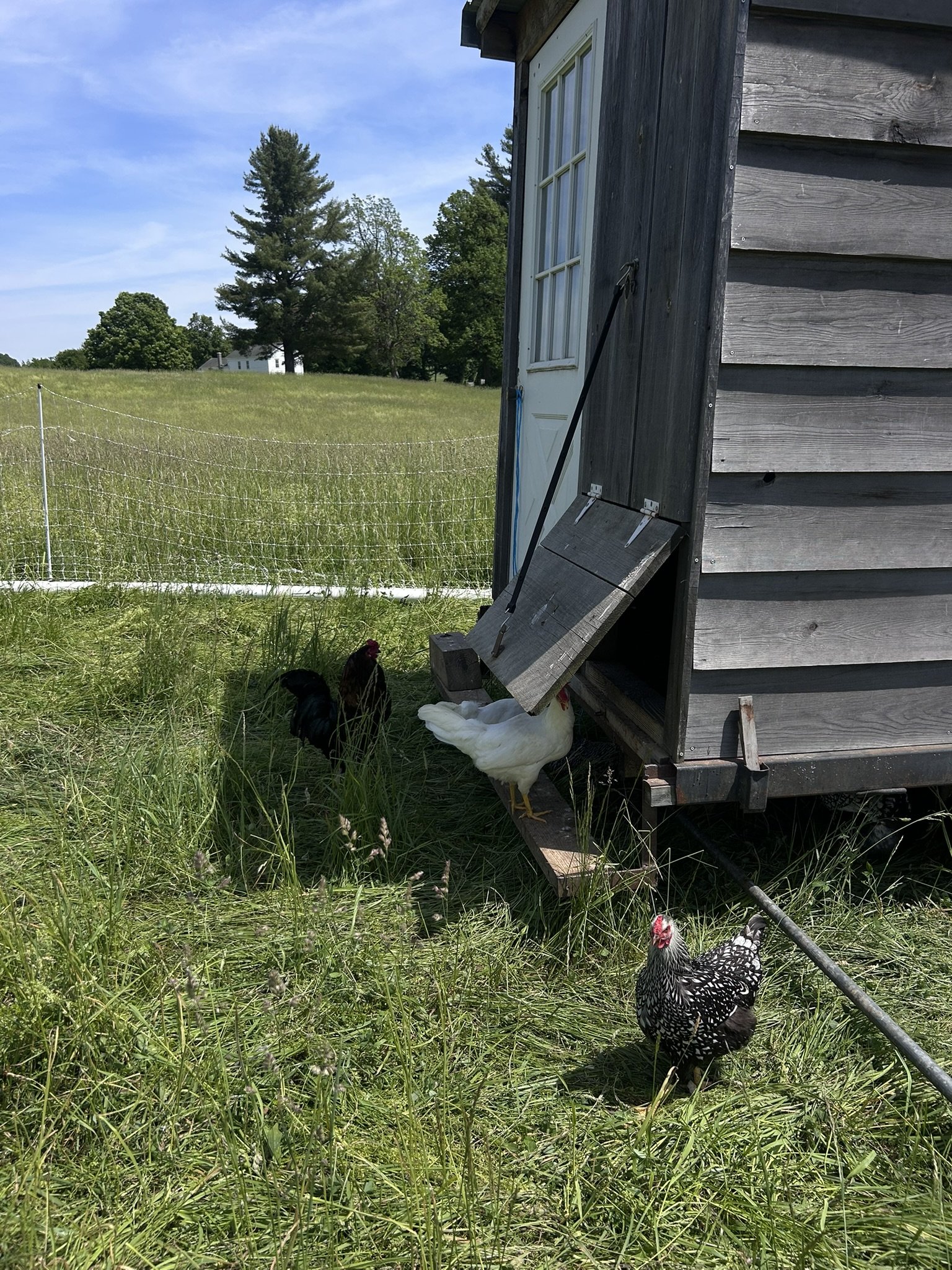 Meet the animals at Graceful Acres