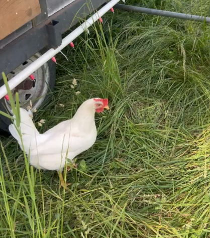 Meet the animals at Graceful Acres