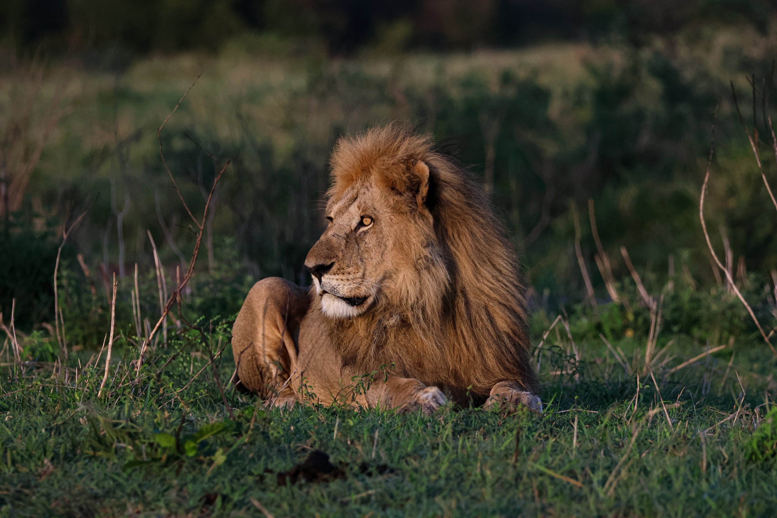 A lion resting on green grass in a natural setting with trees in the background.