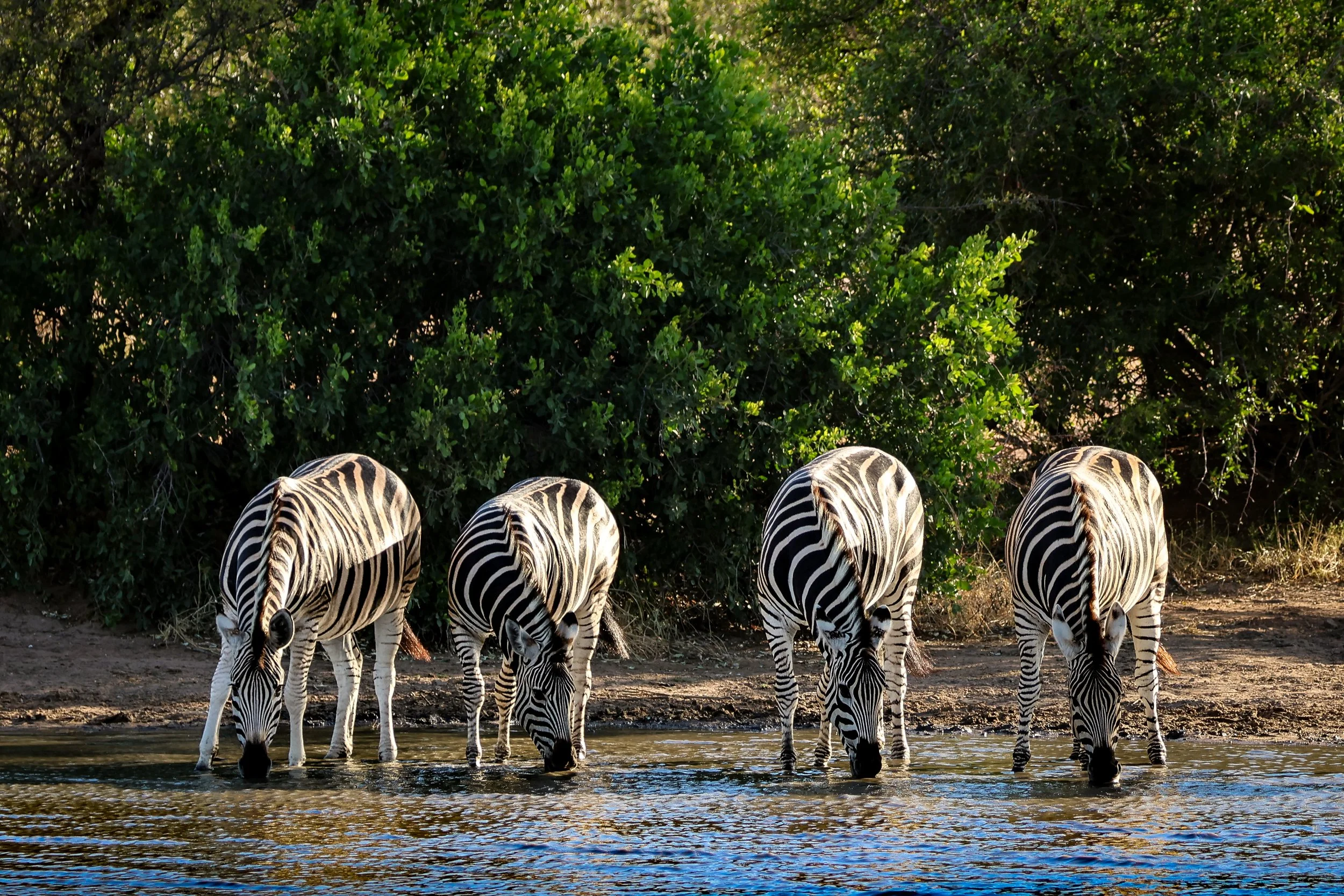 Six zebras standing in water near a lush green bush.