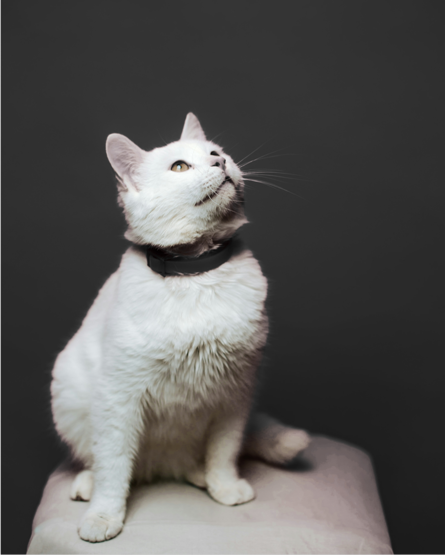 A white cat with light brown eyes and a black collar, sitting on a surface against a dark gray background, looking upward.