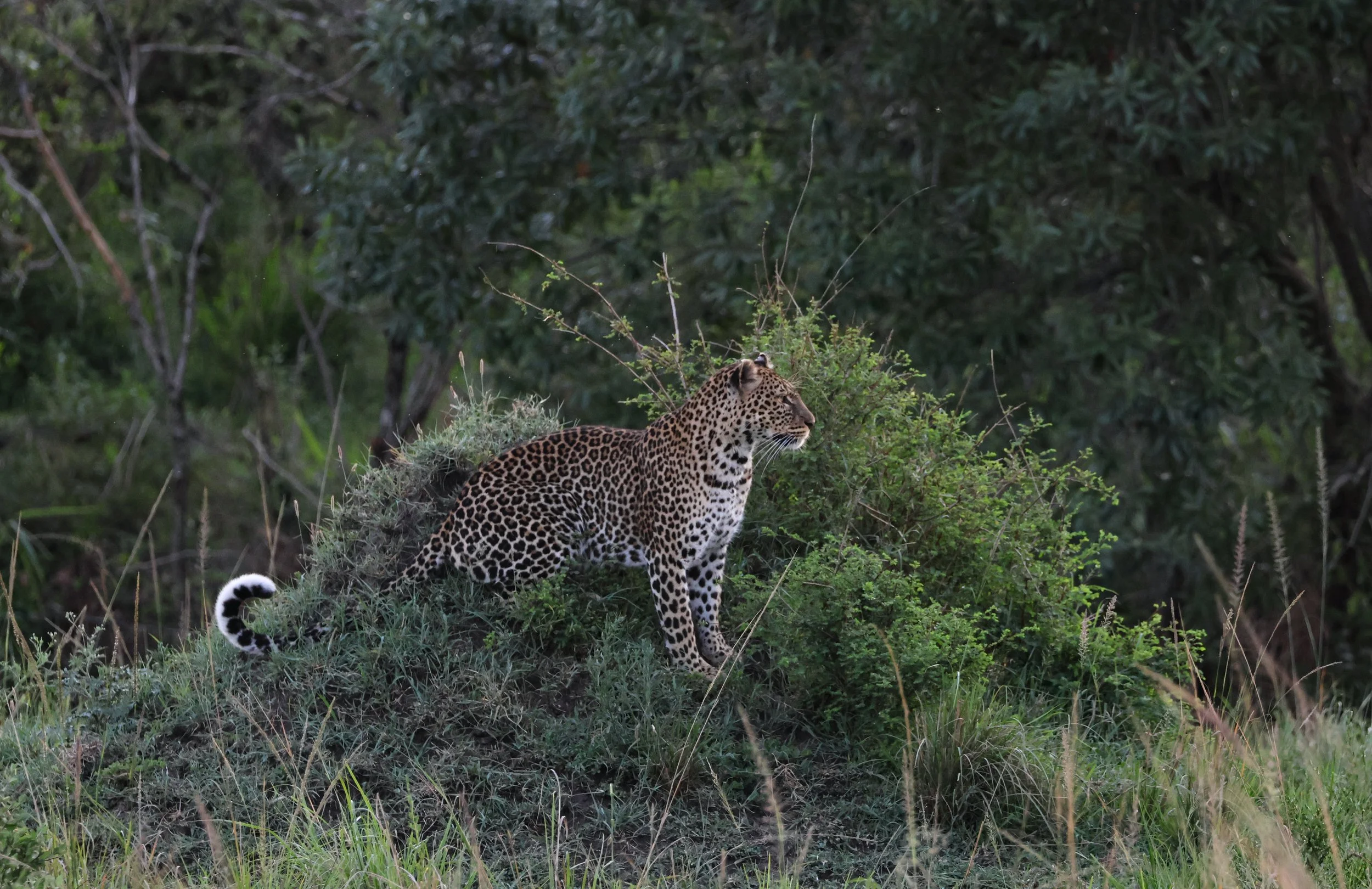 A leopard sitting on a grassy hill in a green forested area.