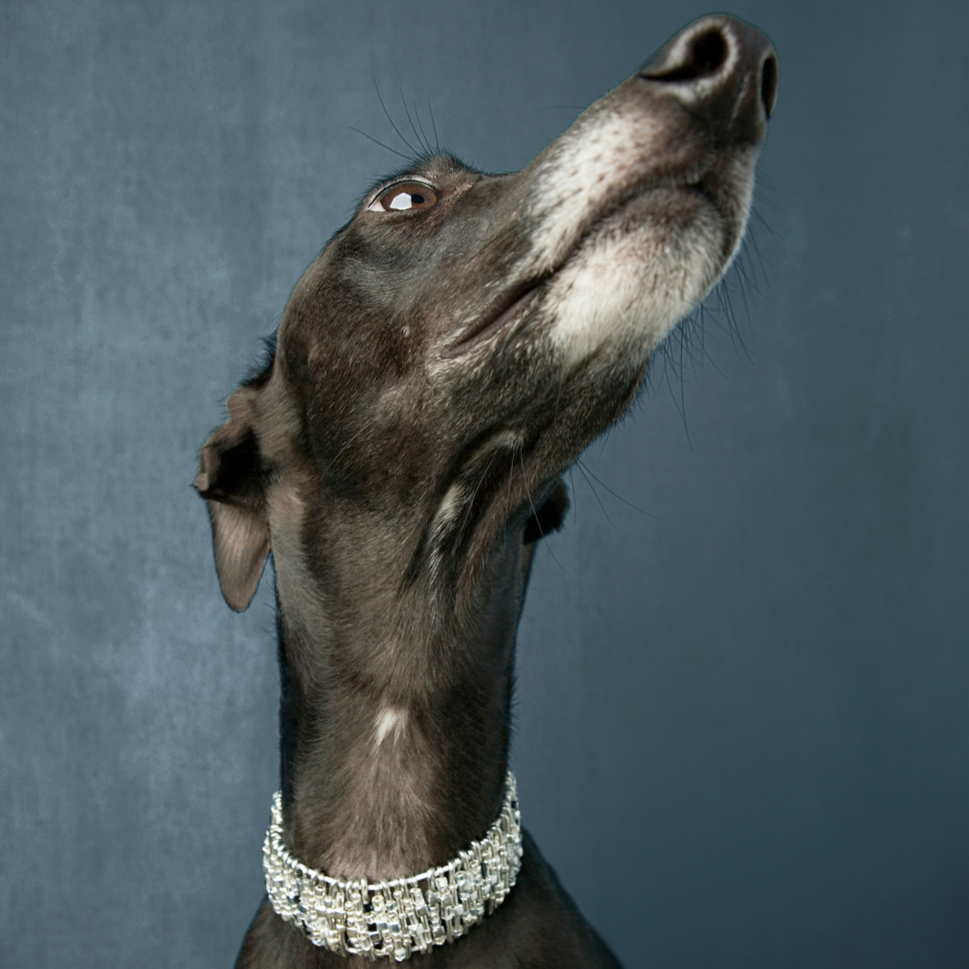 A black dog wearing a shiny diamond necklace, looking upwards with a blue background.