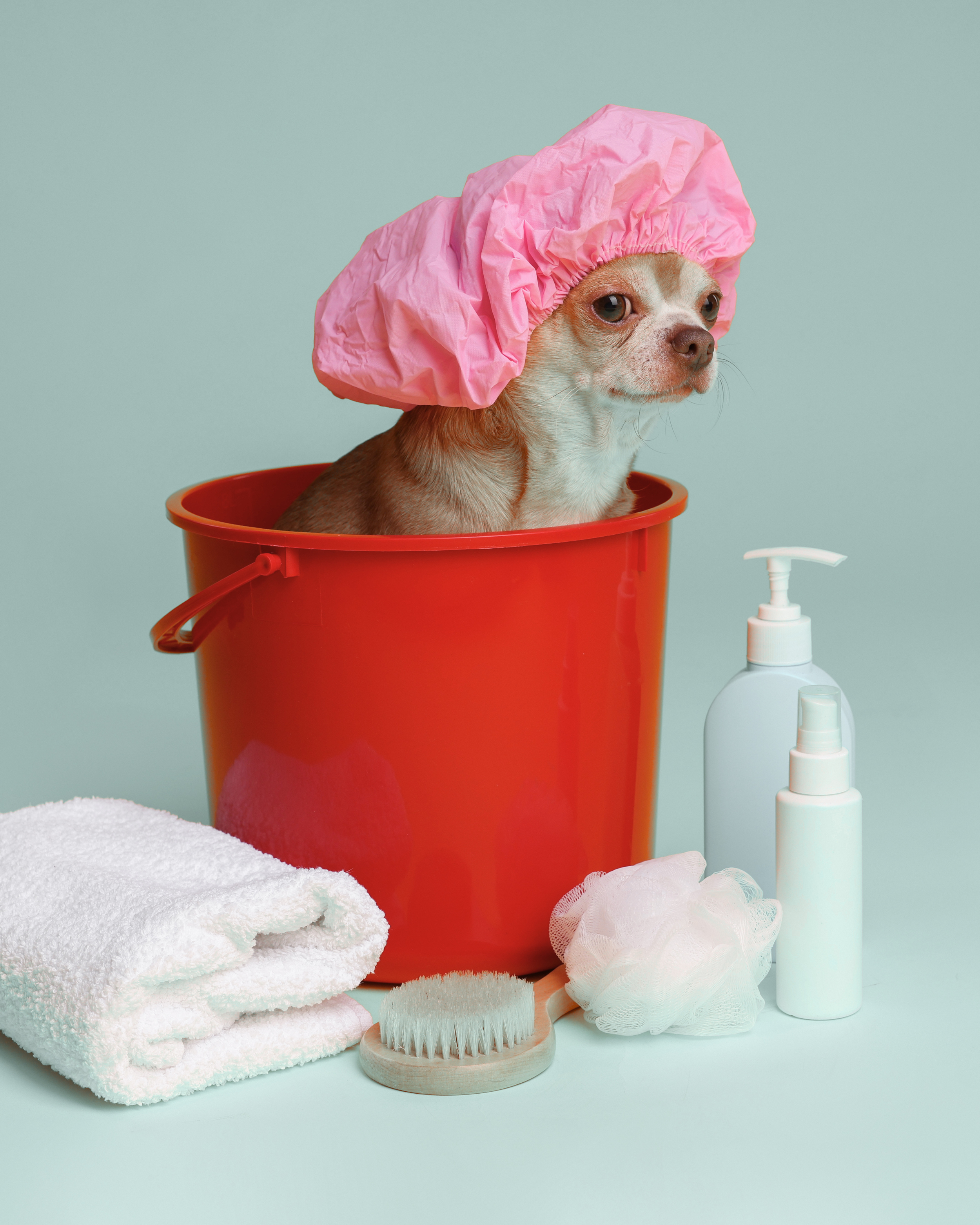 A small dog wearing a pink shower cap sits inside a red bucket surrounded by towels, brushes, loofahs, and bottles of soap or lotion, set against a light blue background.