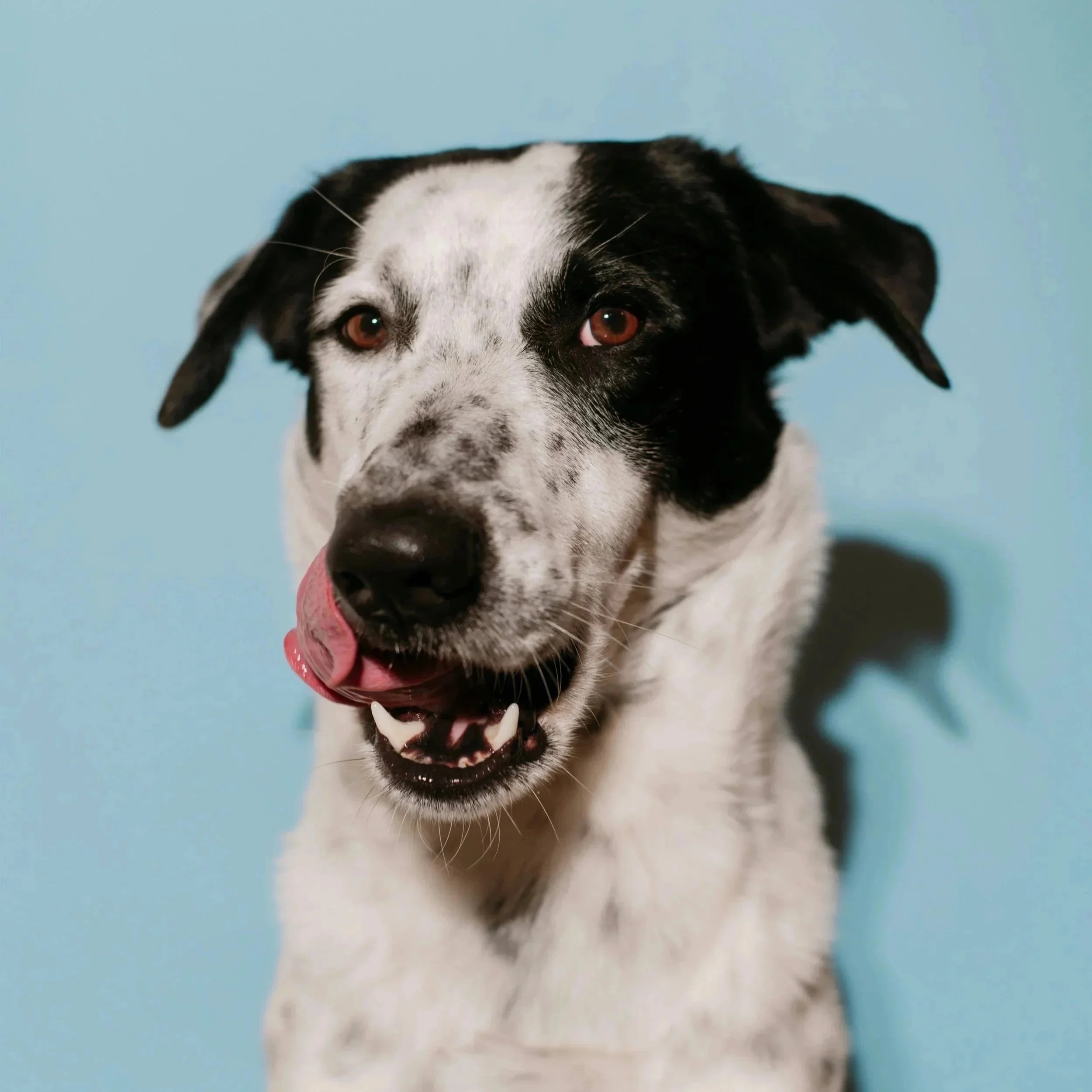 Close-up of a black and white dog with tan eyes and tongue out, set against a light blue background.
