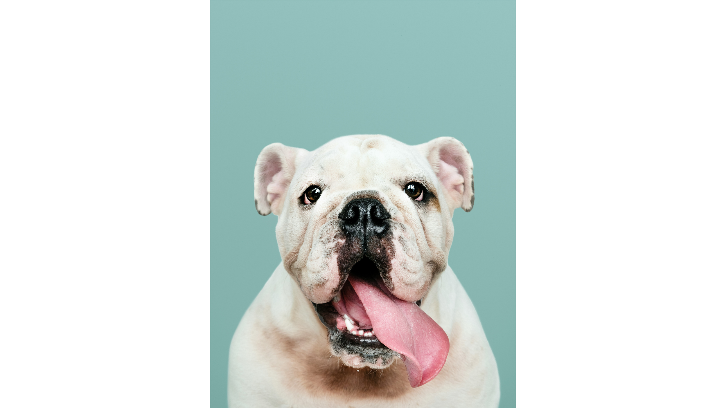A happy white dog, possibly a bulldog, with its mouth open and tongue out, against a mint green background.
