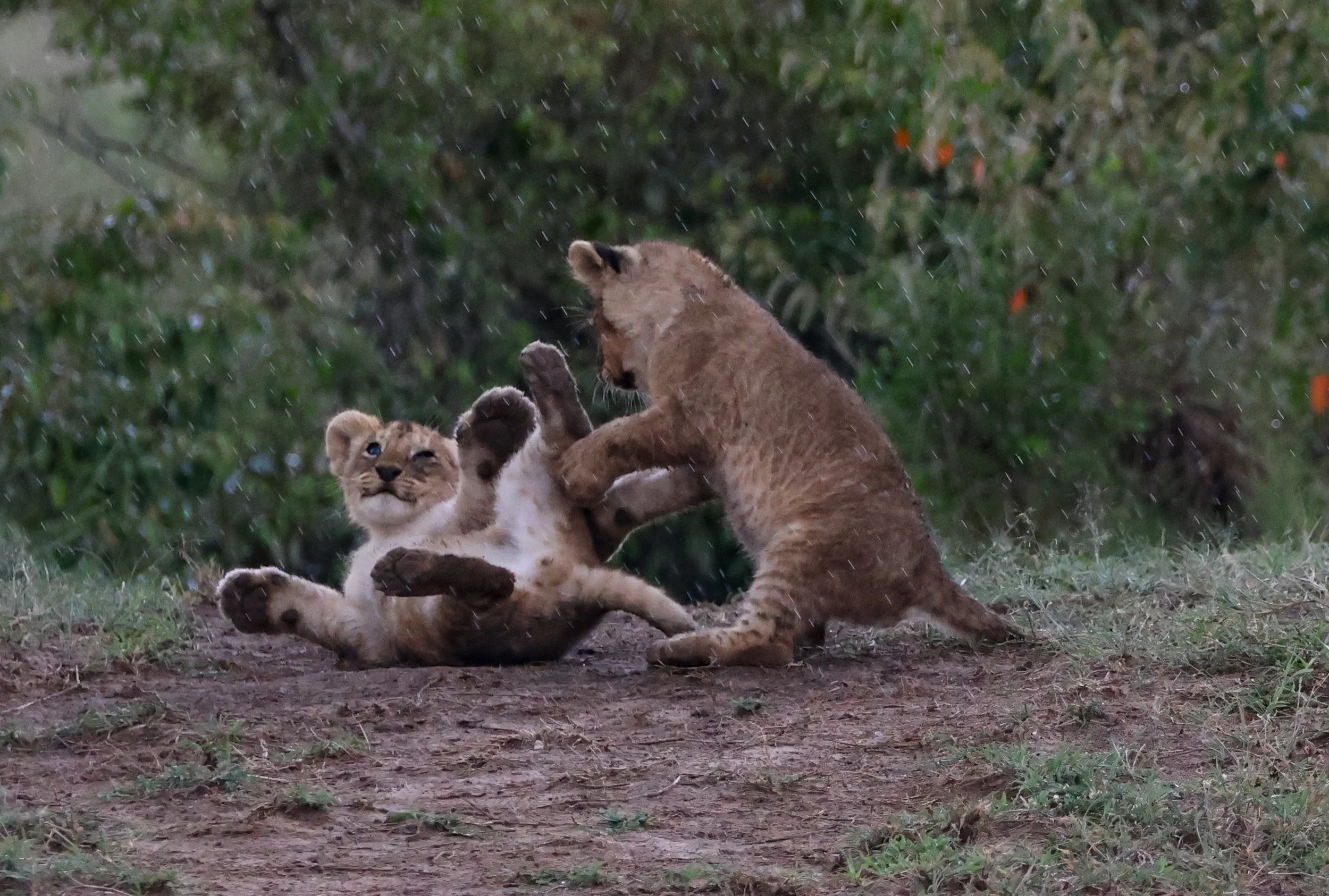Two lion cubs playing in the rain in a grassy area with trees in the background.