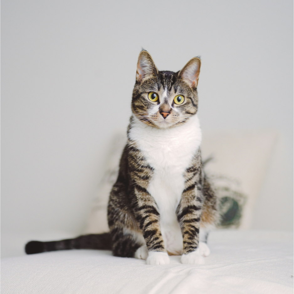 Photo of a tabby cat with yellow eyes sitting on a white surface against a light-colored background.