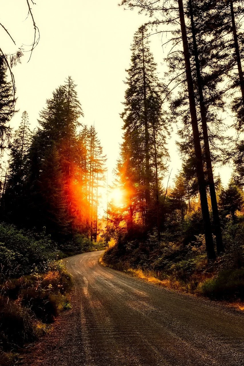 Image of a tree-lined path leading to a glowing sunrise. Are you wondering if there’s a light at the end of the tunnel? Online Christian trauma therapy in Mill Creek, WA, can help you find renewed hope for the future while letting go of the past.