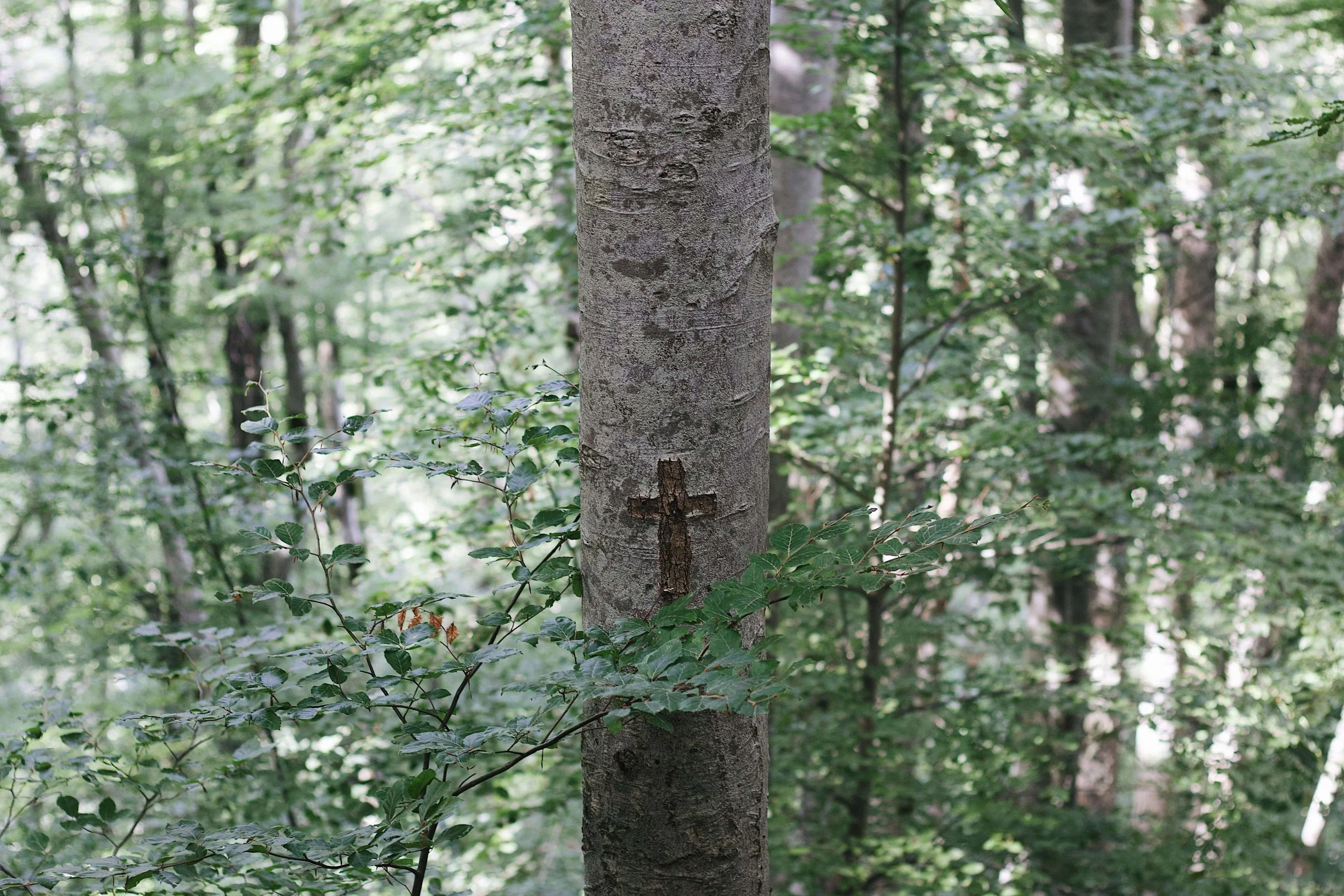 A small wooden cross carved into a tree trunk. Does Christian counseling feel like a contradiction, or could it actually be a meaningful extension of your faith? An online Christian therapist in Mill Creek, WA, can help you explore that question.
