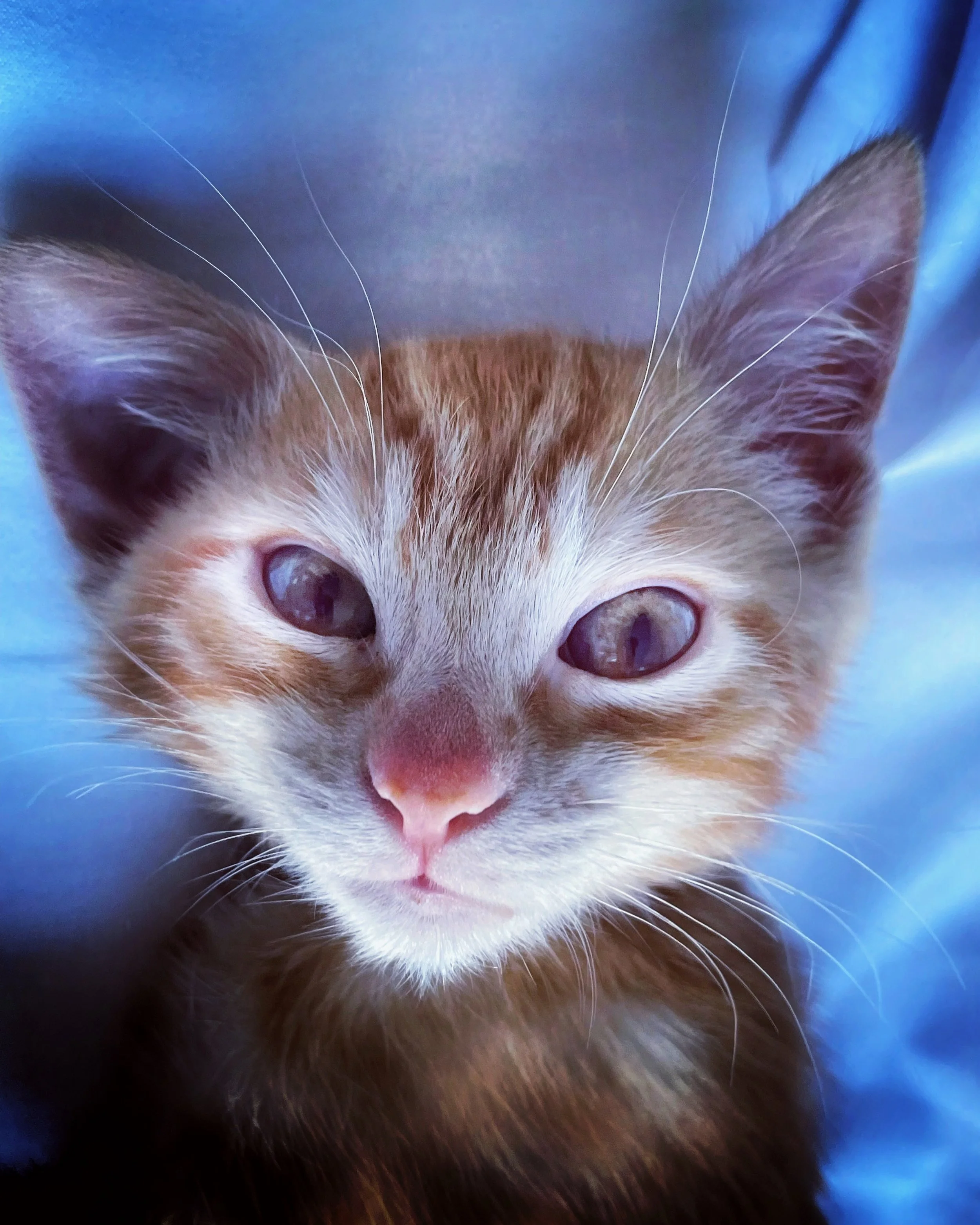 Gingernut the Kitten