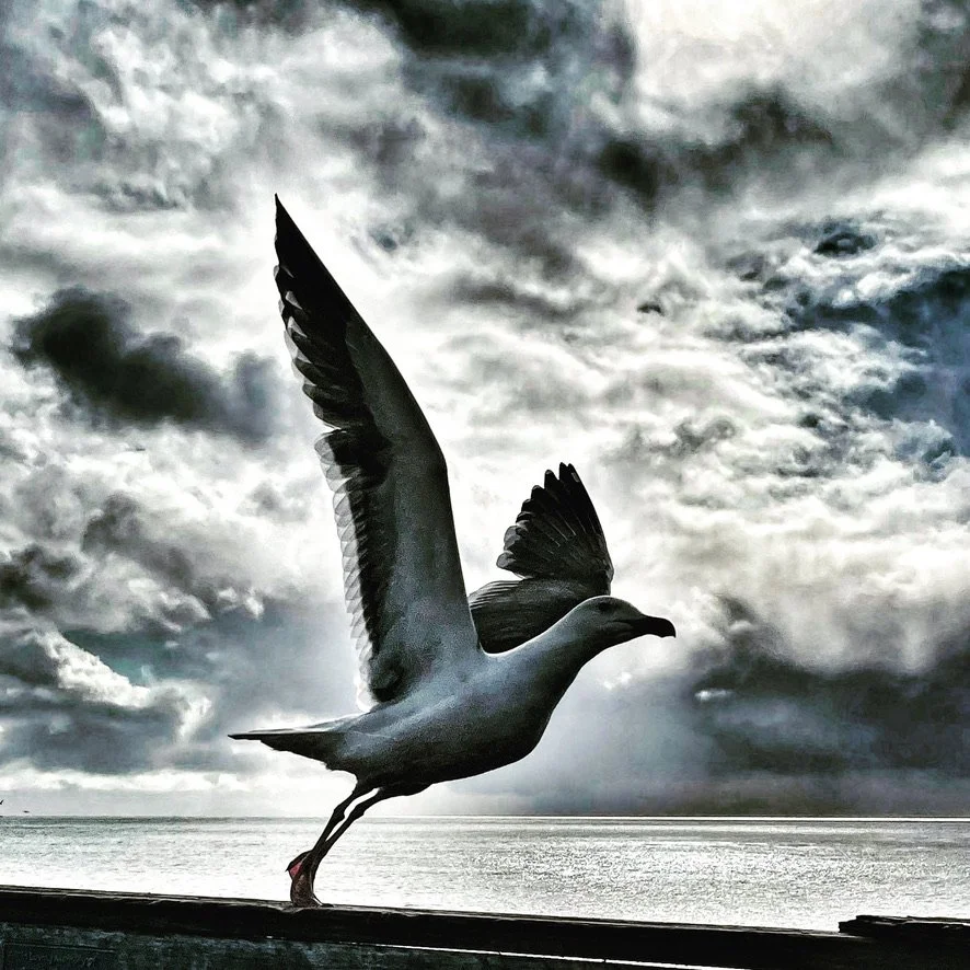 Bird In Flight
