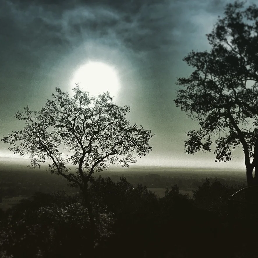 Trees backlit by the morning fog and sun