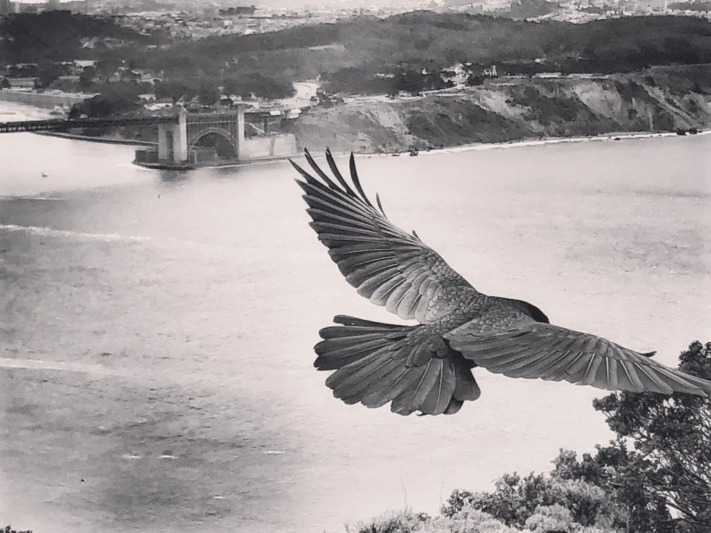 A Bird In Flight, Hawk Hill, Marin